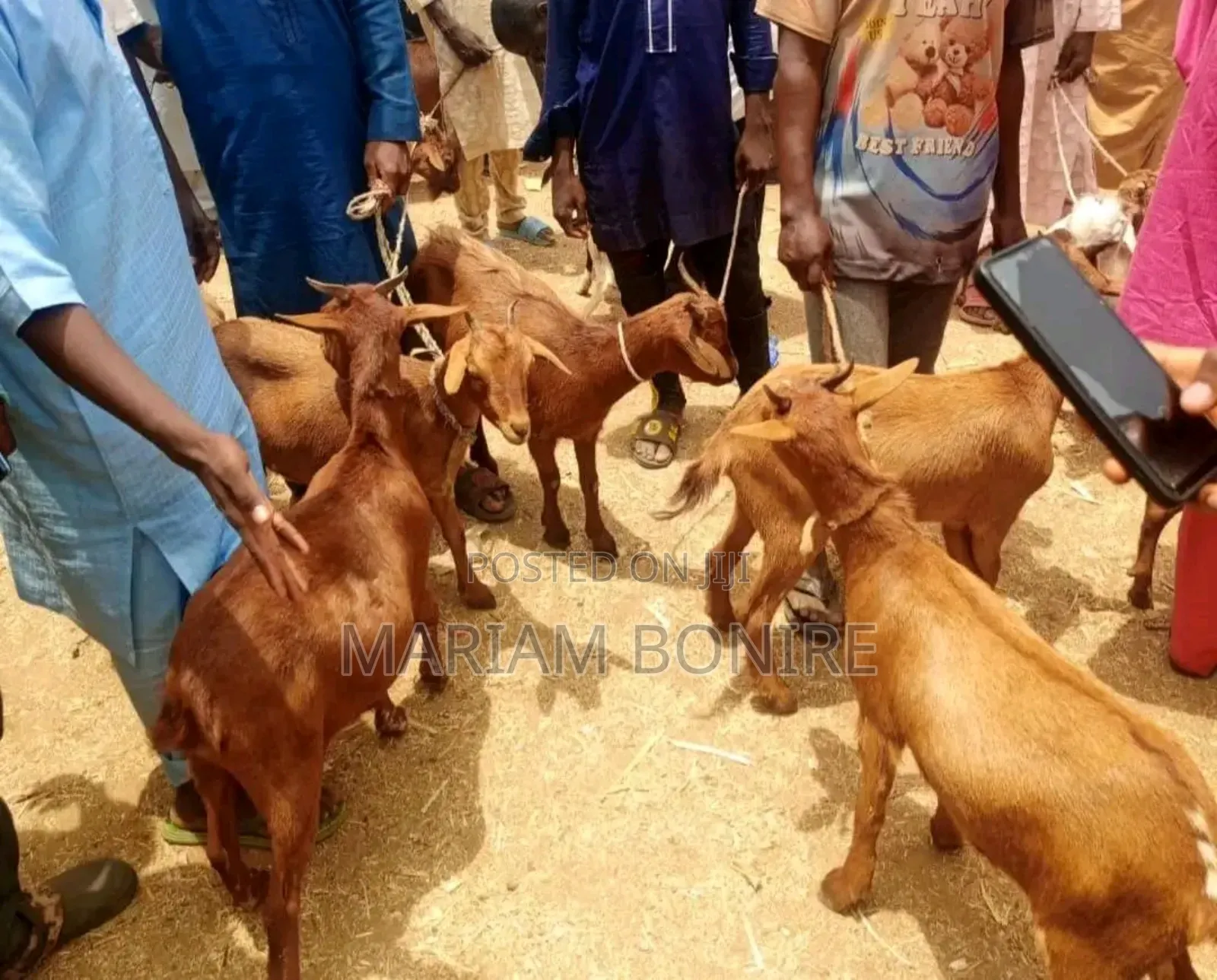 Live Cows,Goats,Rams