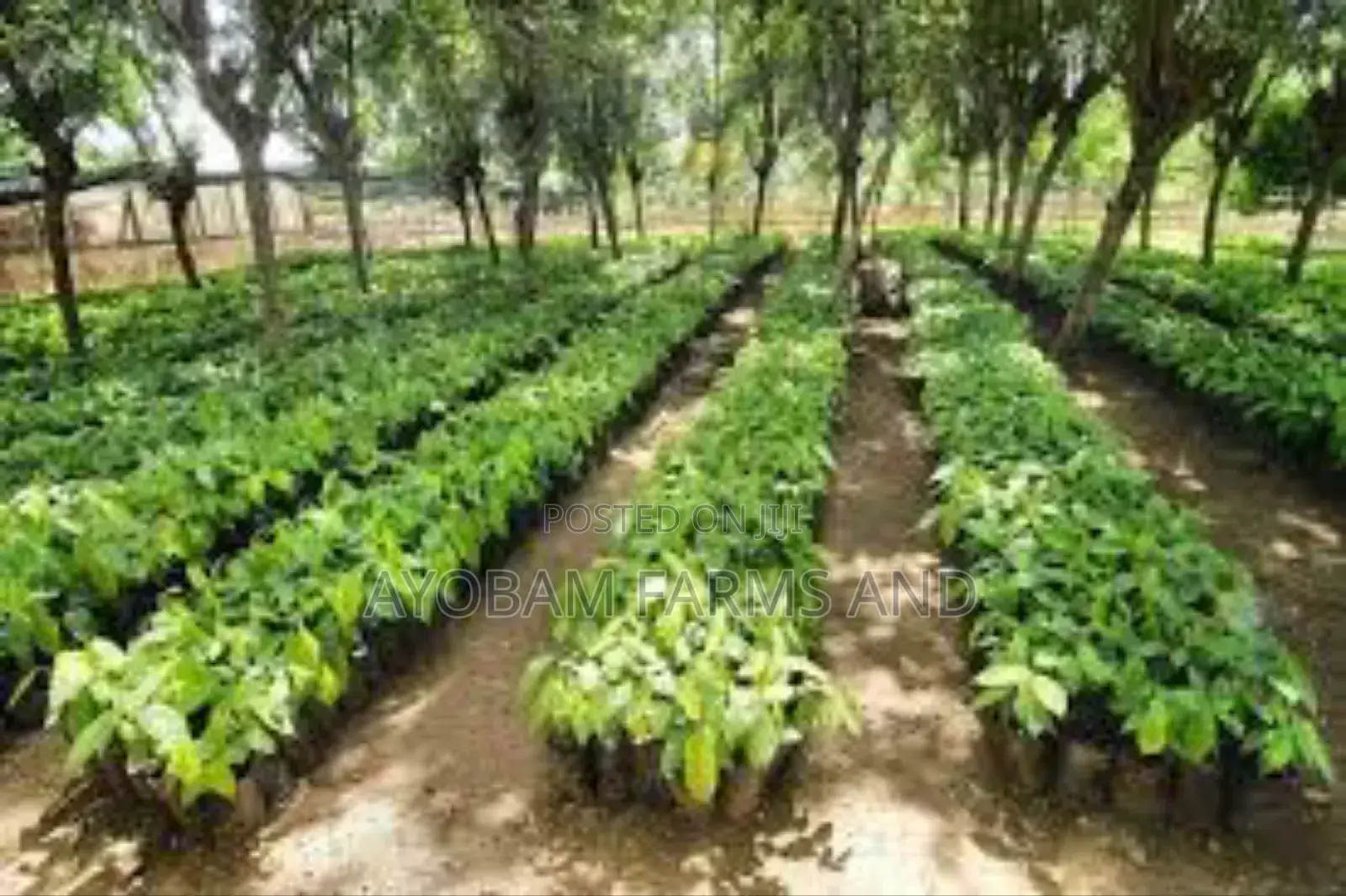 Cocoa Seedlings Available for Sale