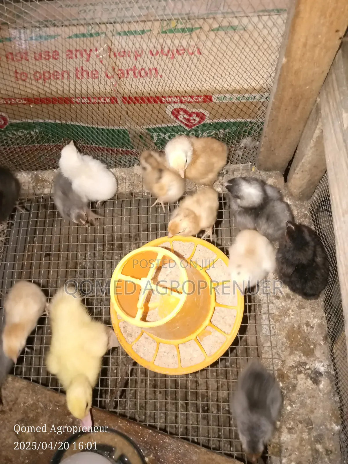 Day Old Chicks