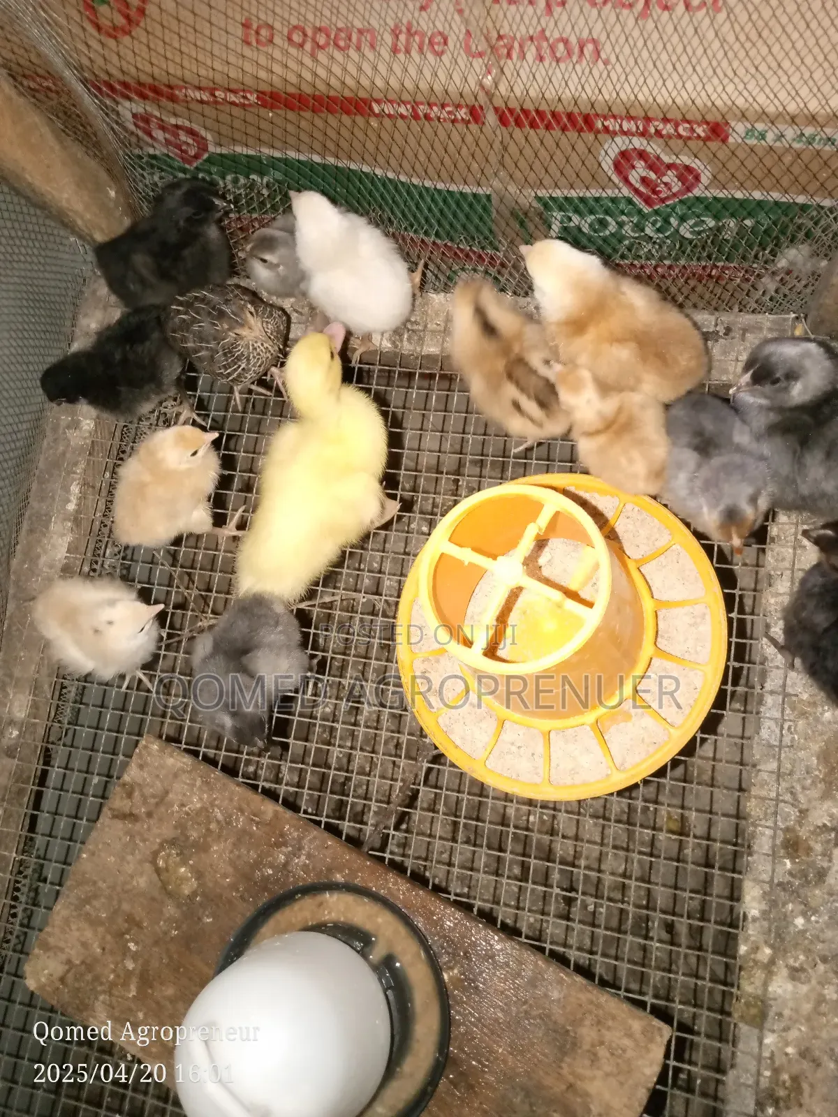 Day Old Chicks