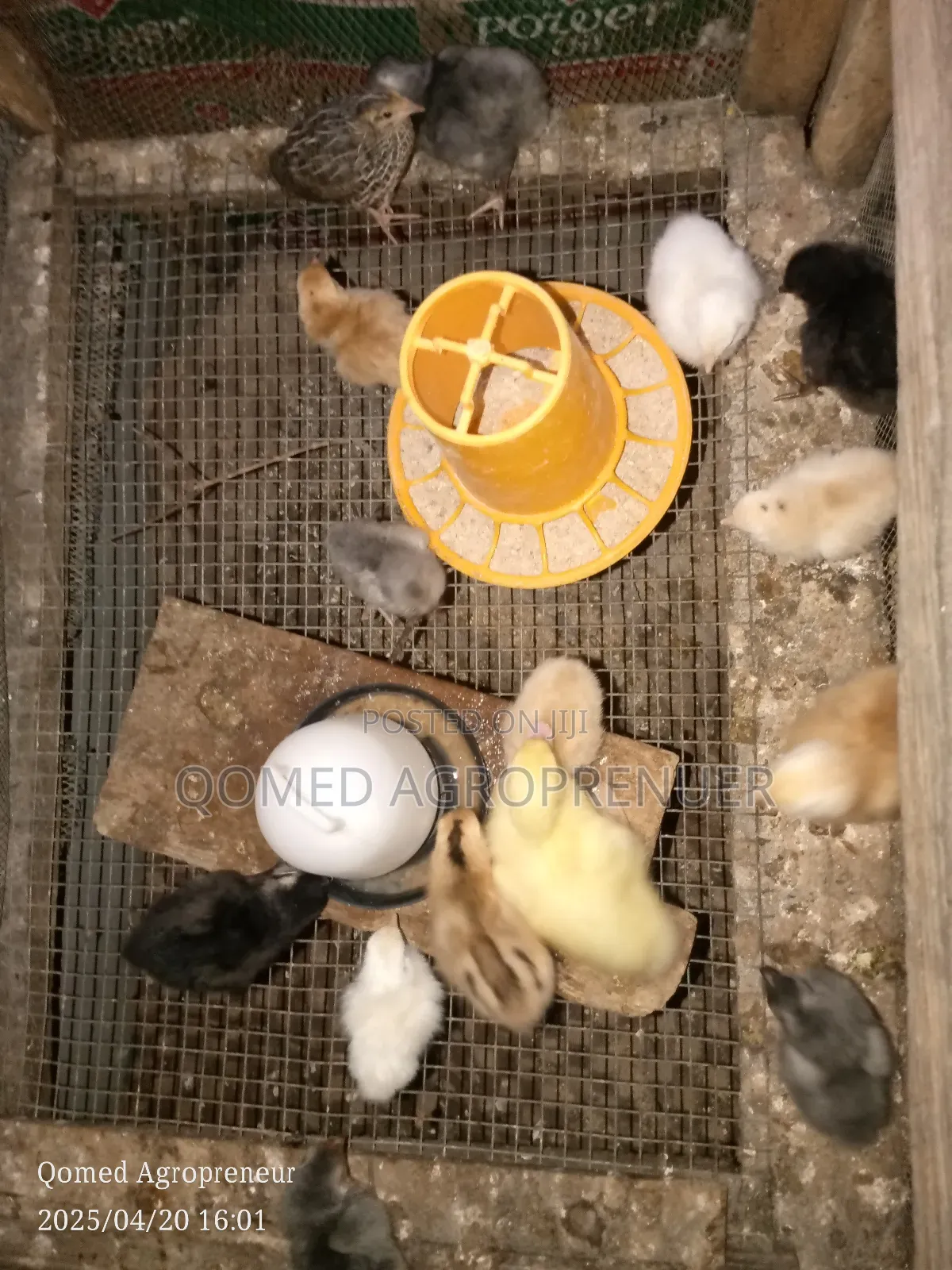 Day Old Chicks