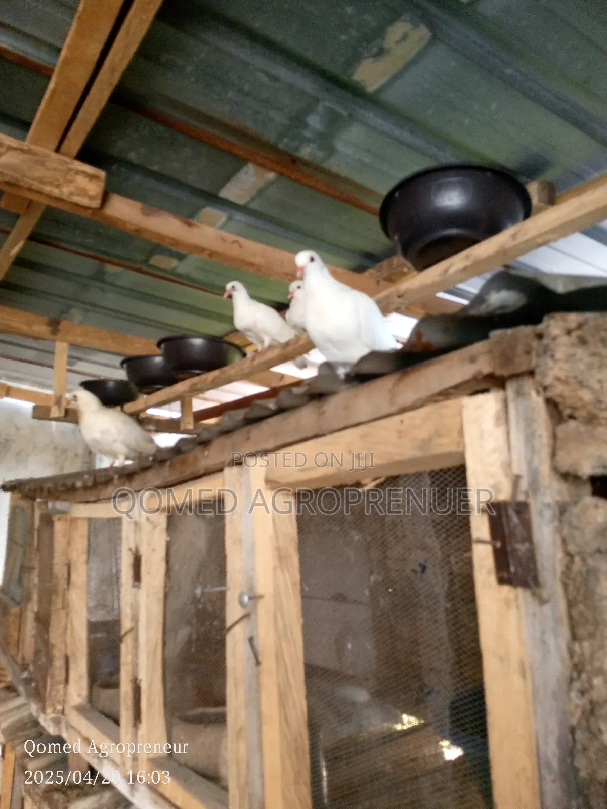 Pigeon Bird