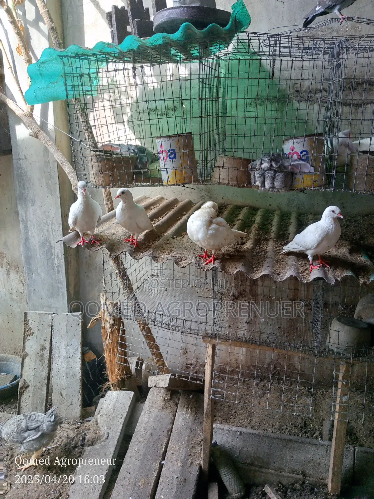 Pigeon Bird
