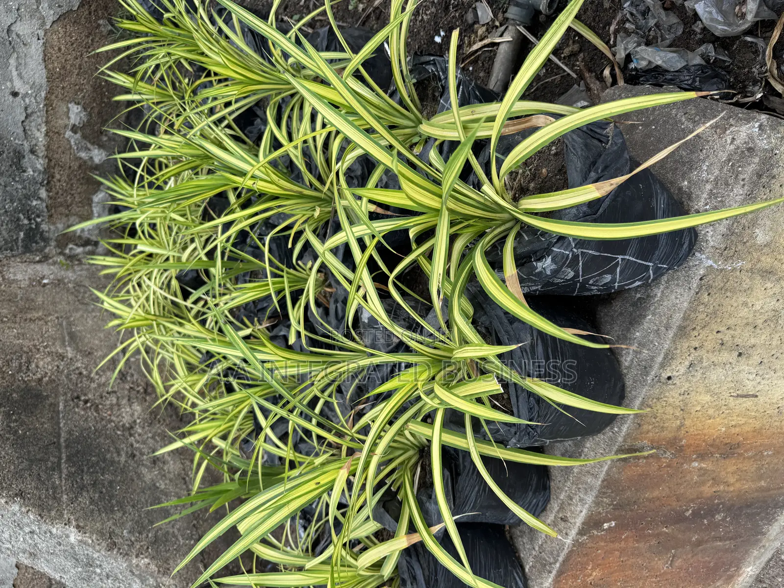 Spider Plants Indoor Plants