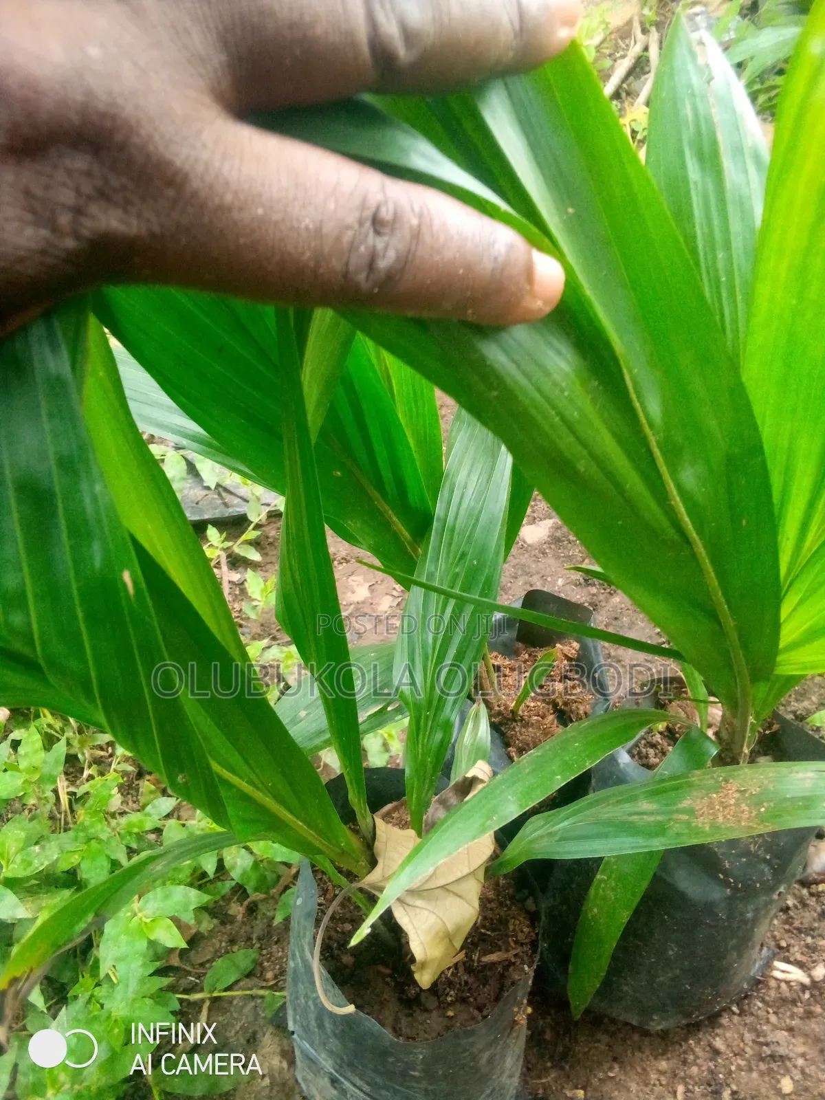 Tenera Oil Palm Seedlings