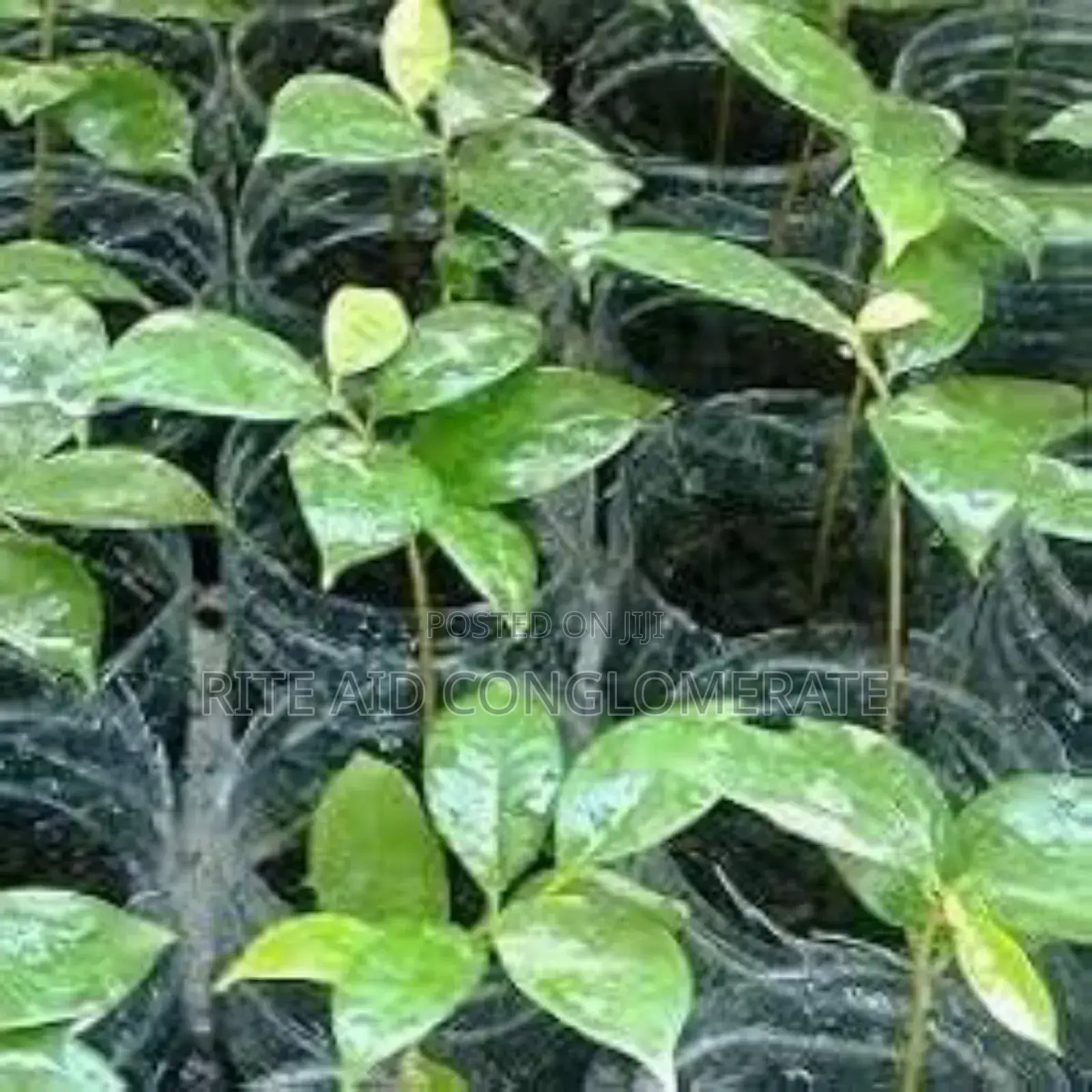 Soursop Seedlings 