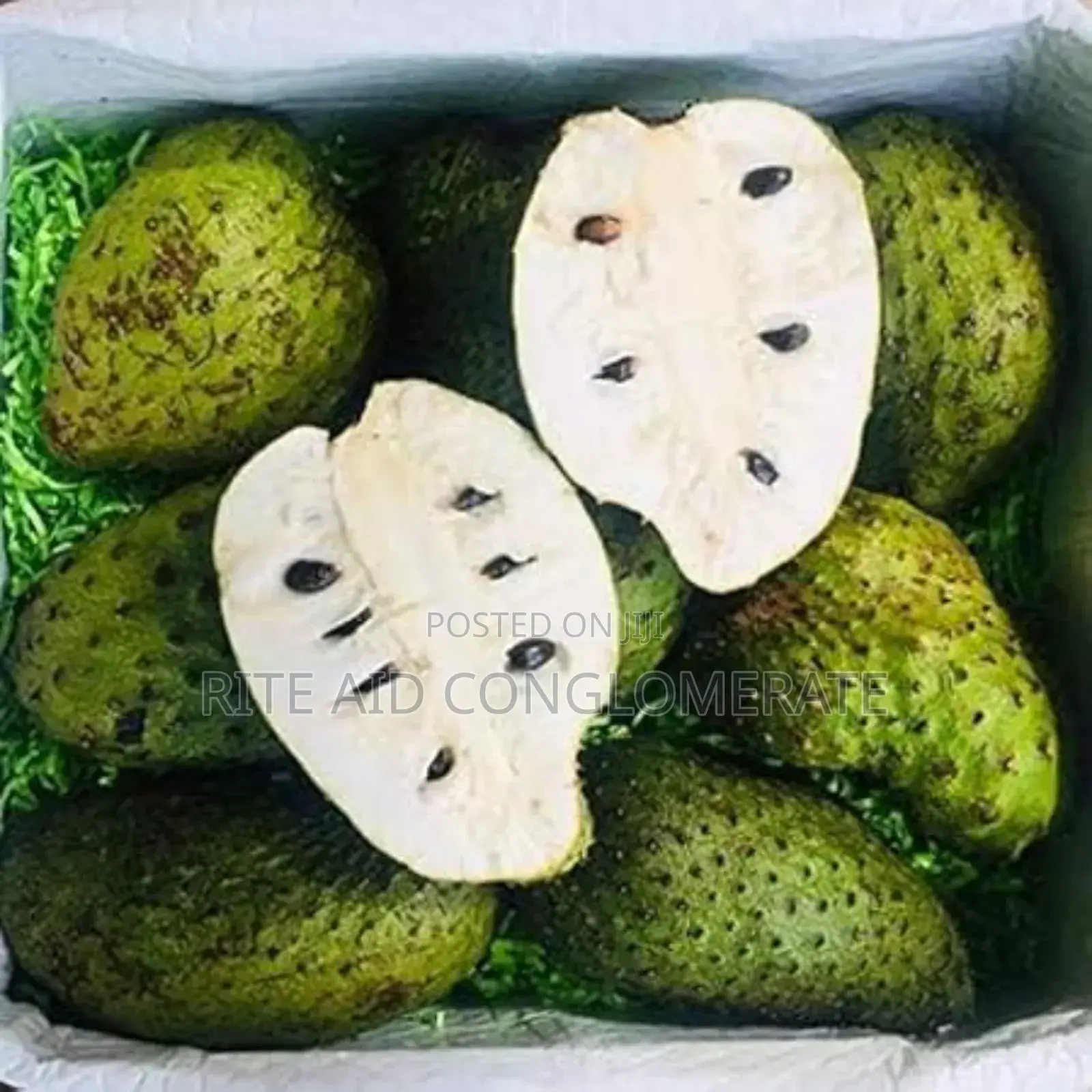 Soursop Seedlings 