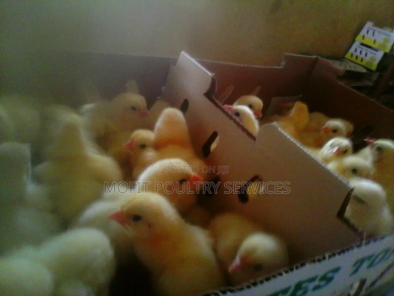 Day Old Broilers