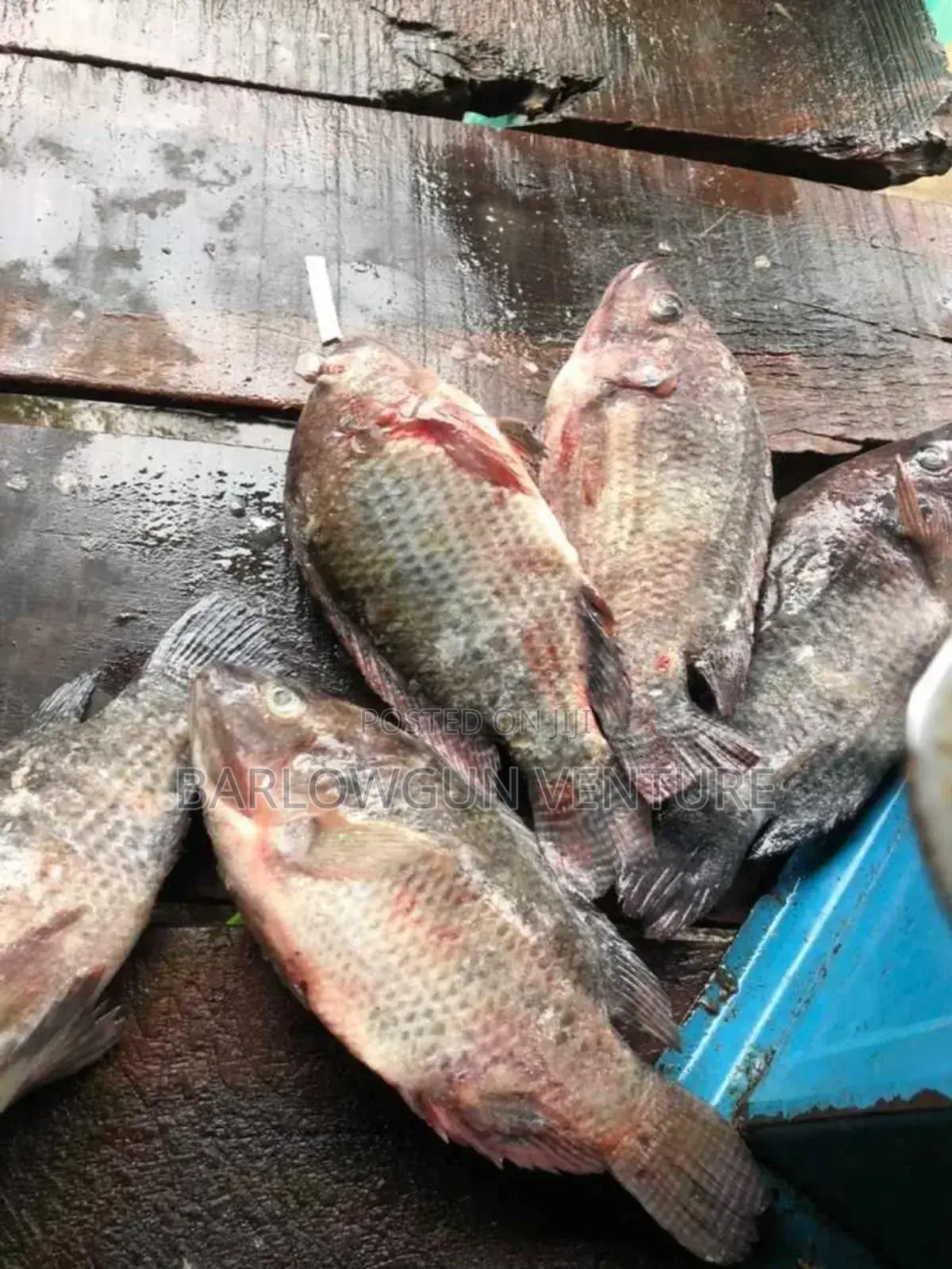 Tilapia Fish