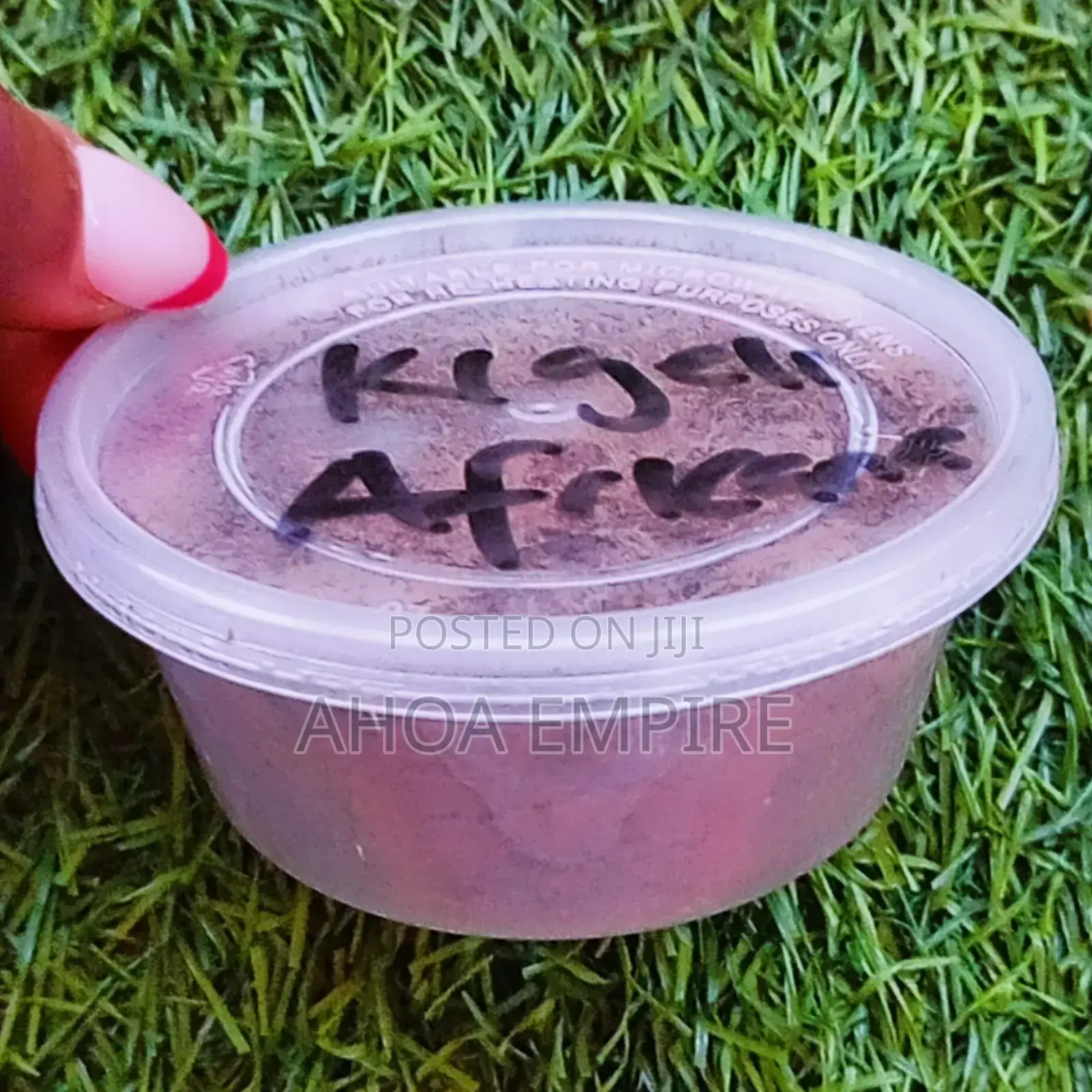 Kigeli Africana Pandoro Powder