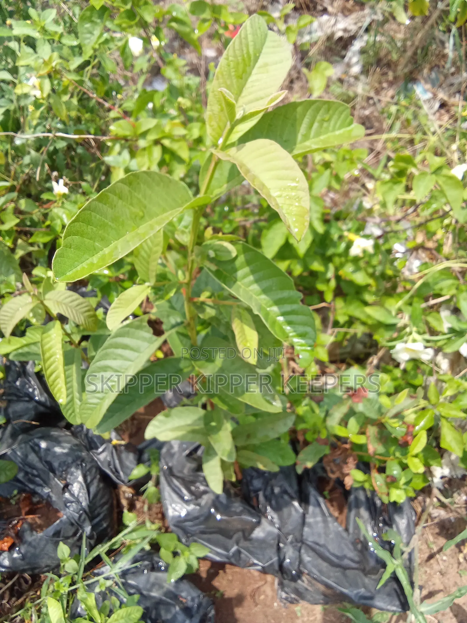 Hybrid Jumbo Guava