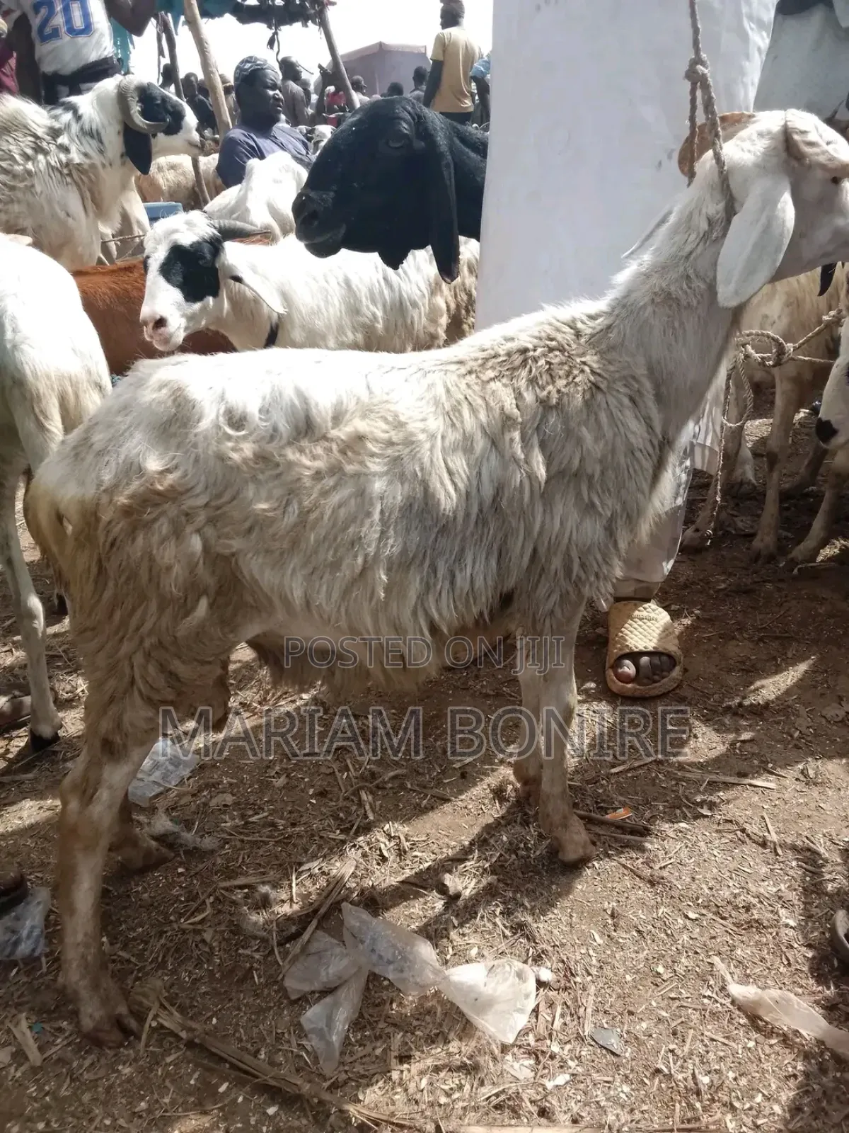 Live Cows,Goats,Rams