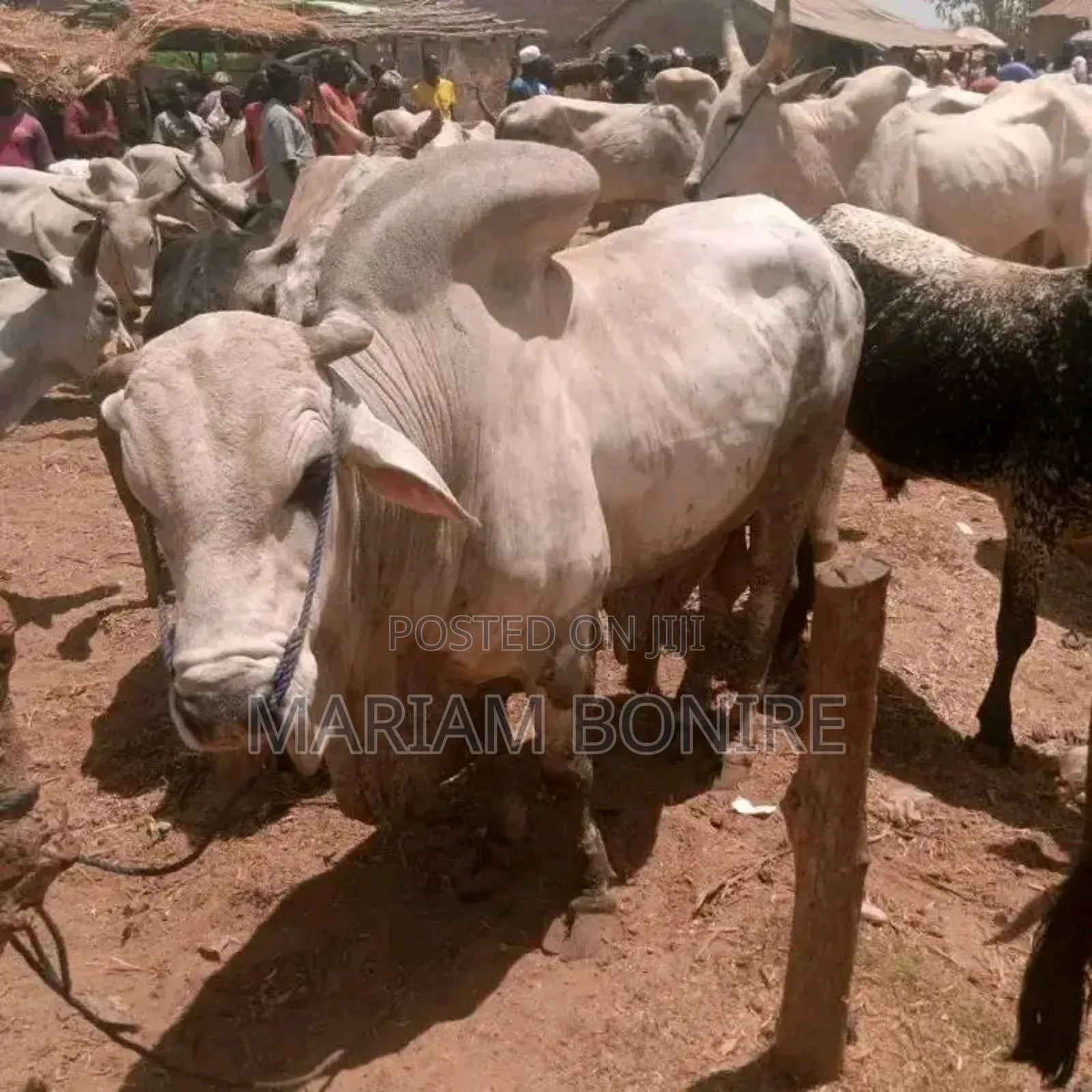 Live Cows,Goats,Rams