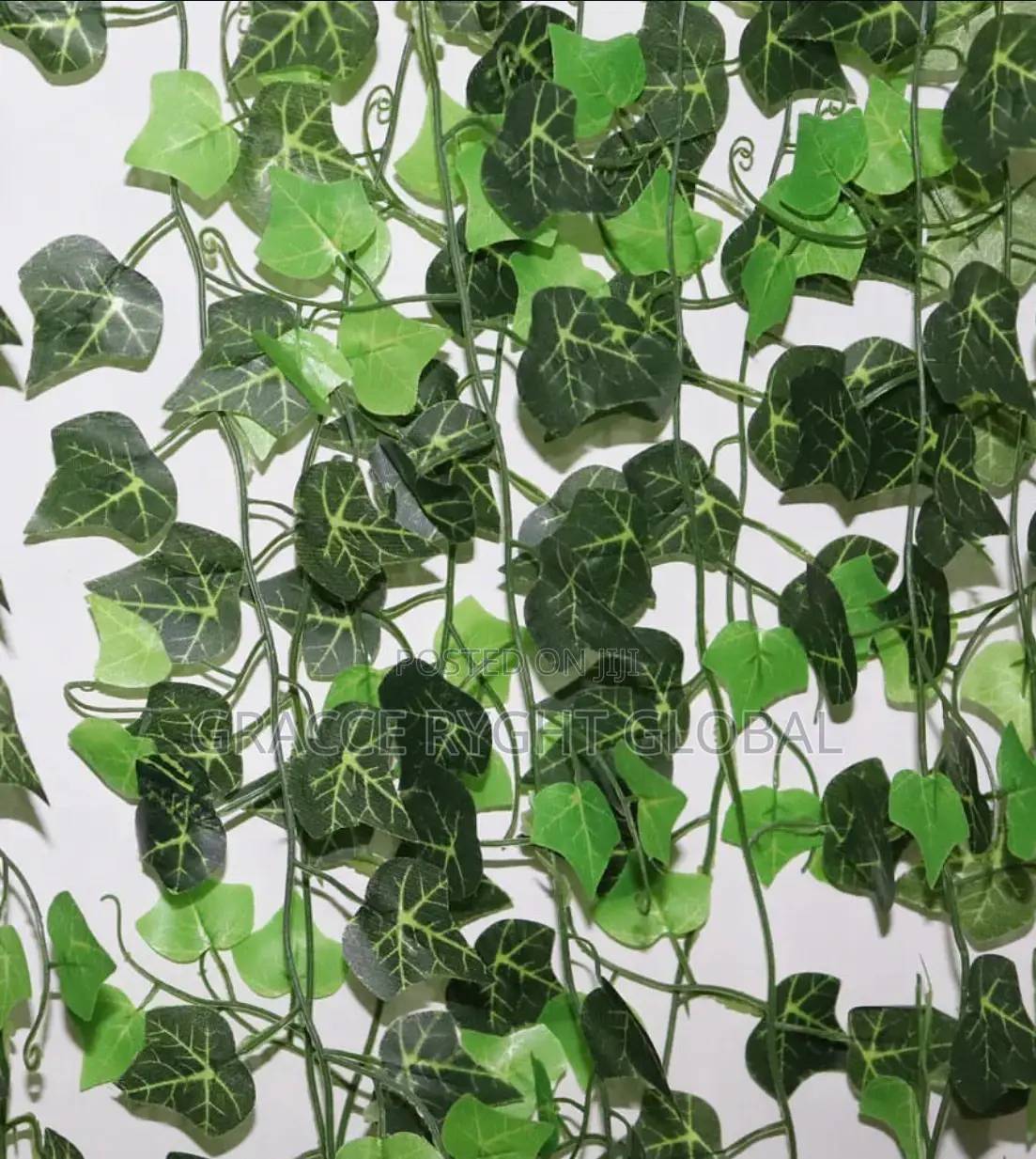 Vine Leaves Creeping Flower