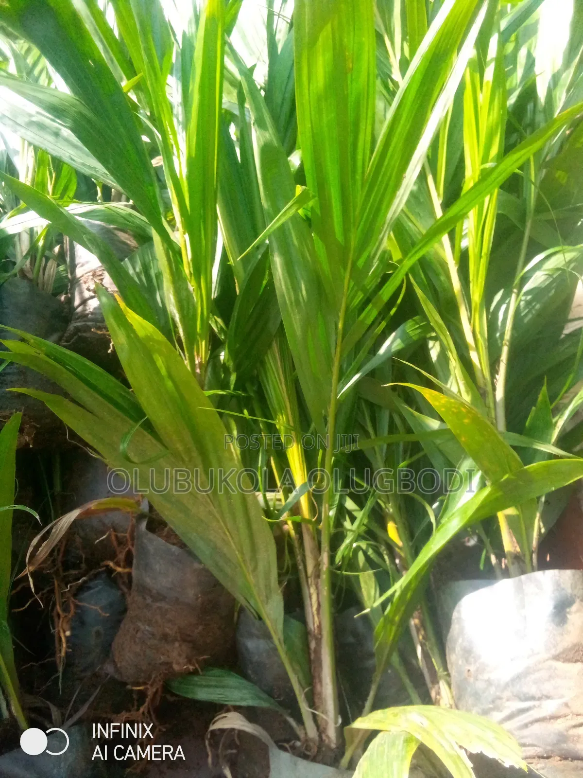 Tenera Oil Palm Seedlings