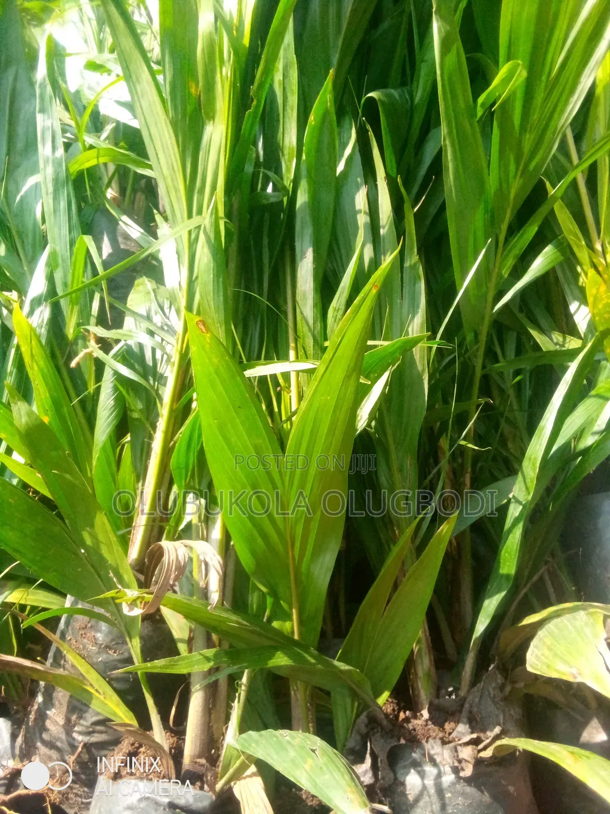 Tenera Oil Palm Seedlings