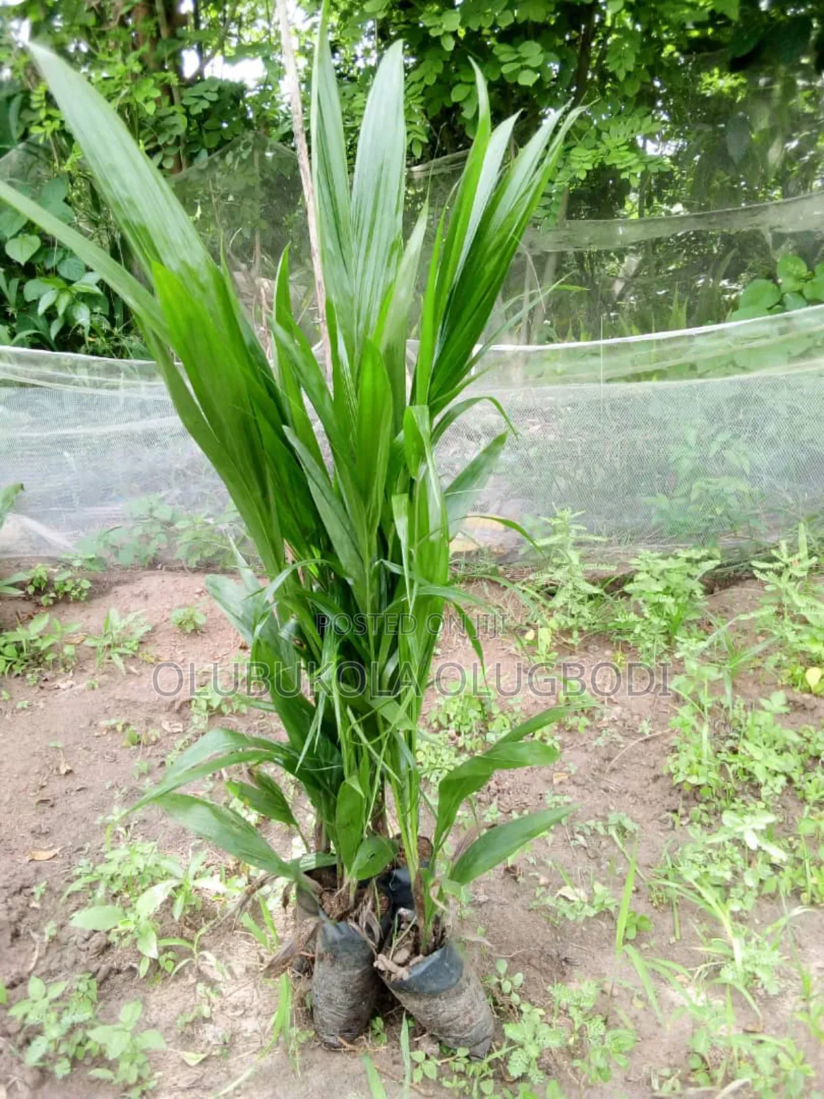 Tenera Oil Palm Seedlings