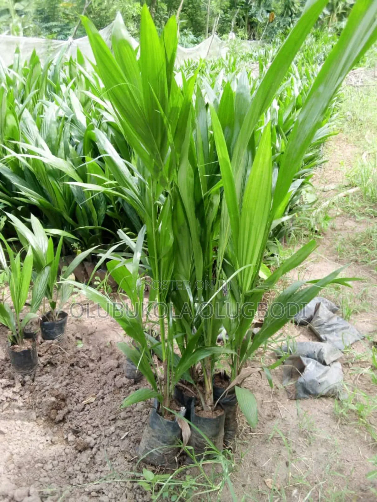 Tenera Oil Palm Seedlings