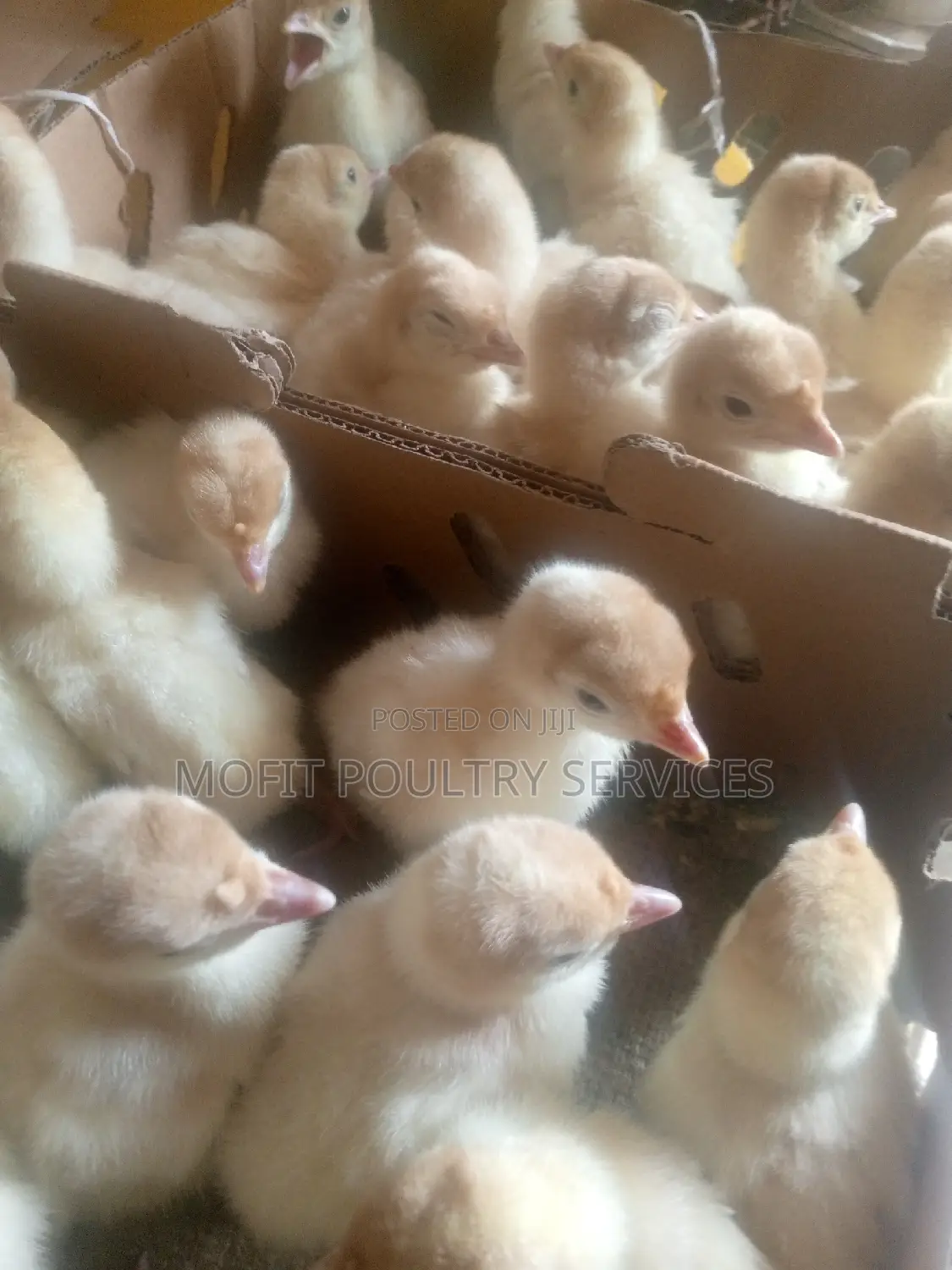 Day Old Imported Turkeys