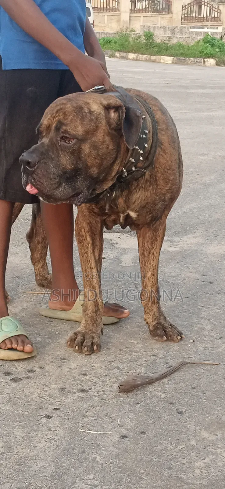 1+ year Male Purebred Boerboel