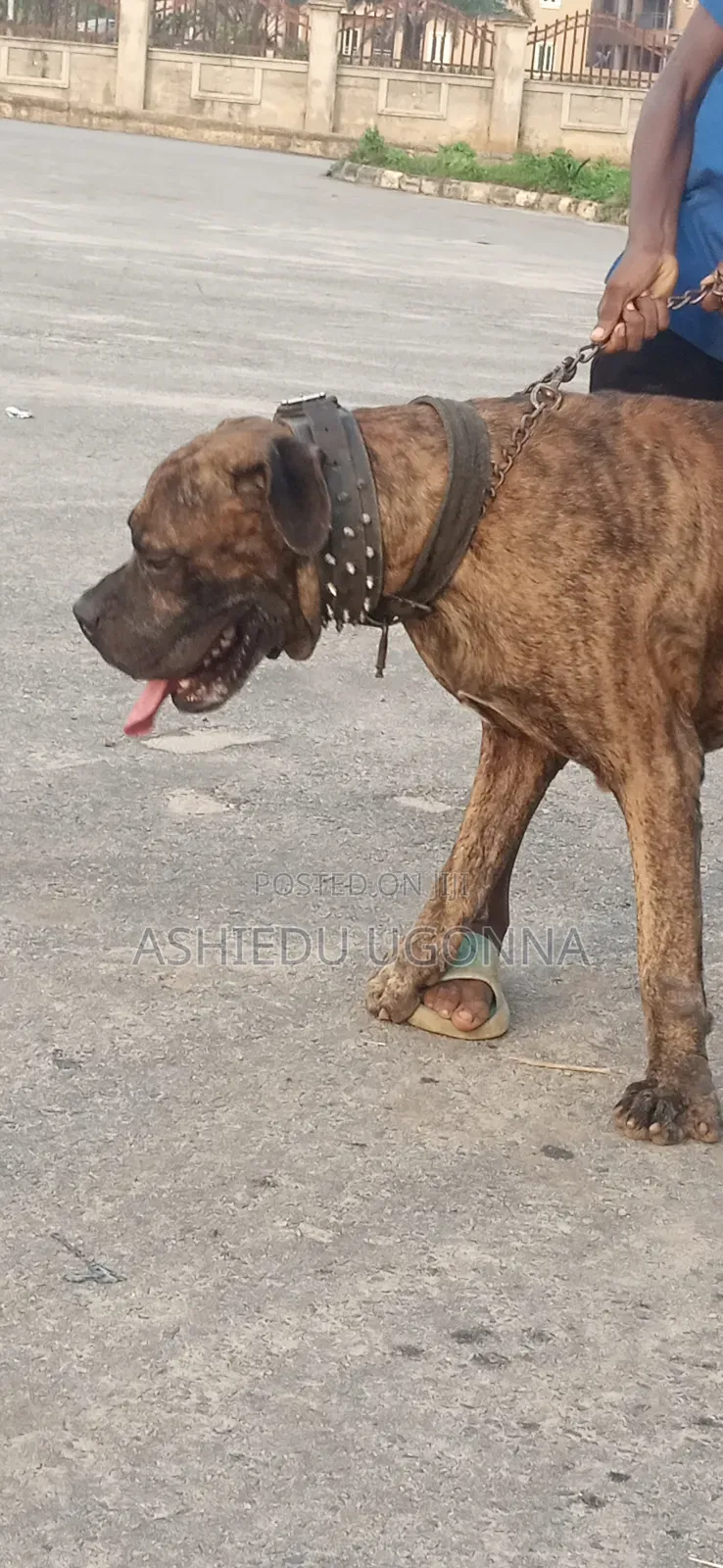 1+ year Male Purebred Boerboel