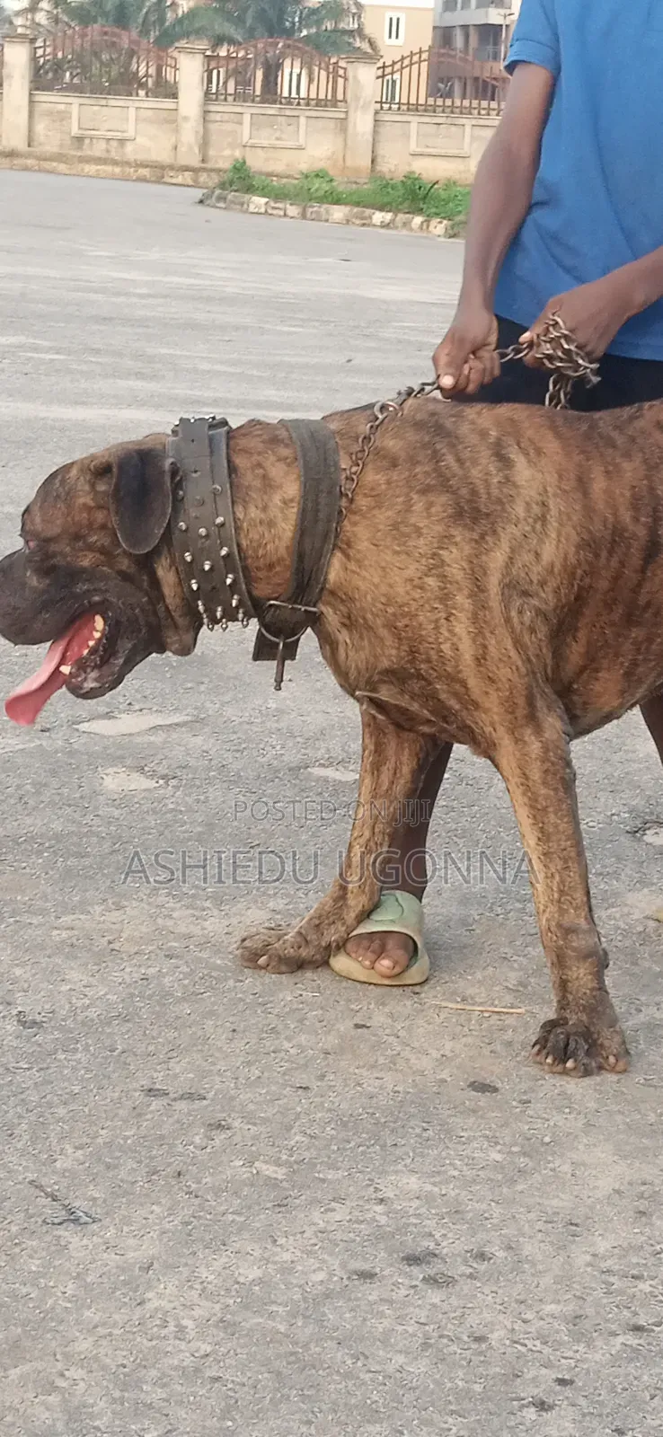 1+ year Male Purebred Boerboel