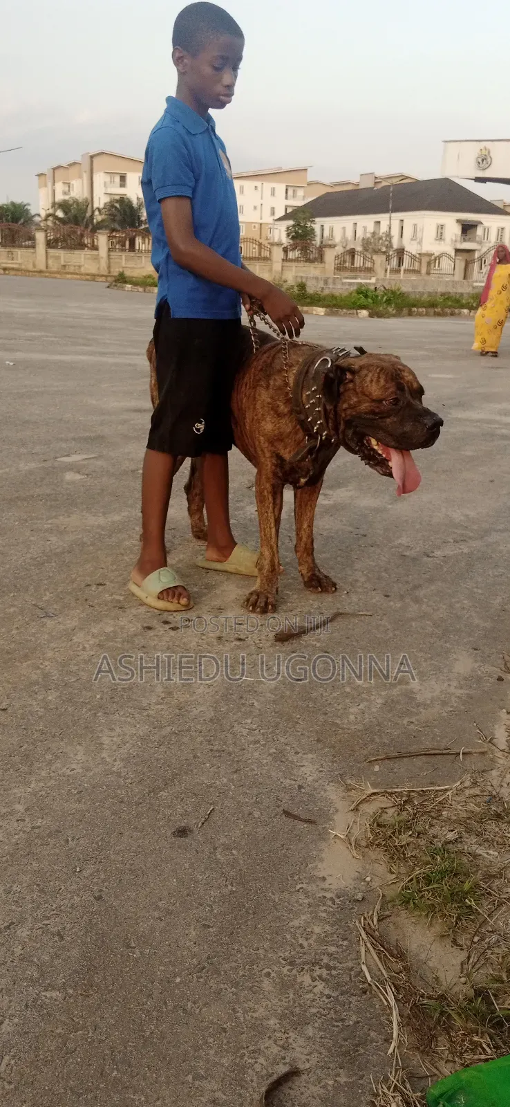 1+ year Male Purebred Boerboel