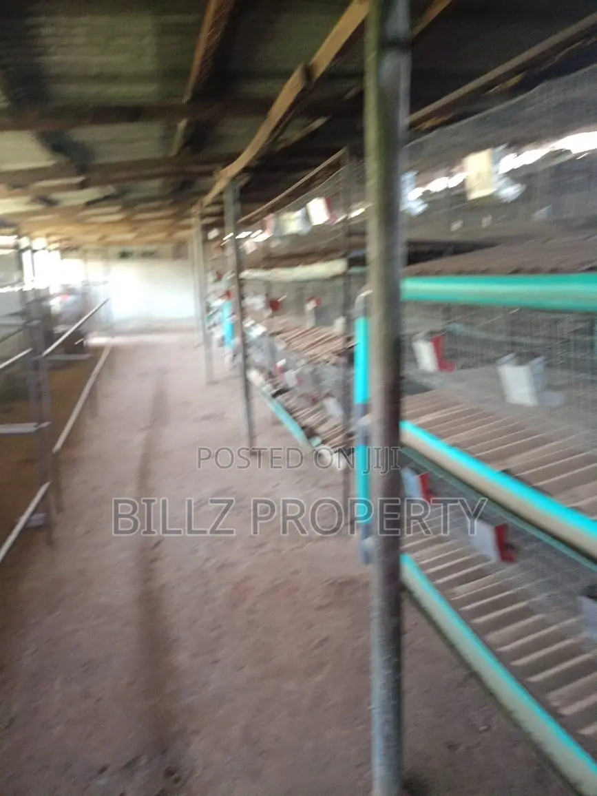 A Big Poultry for Sale