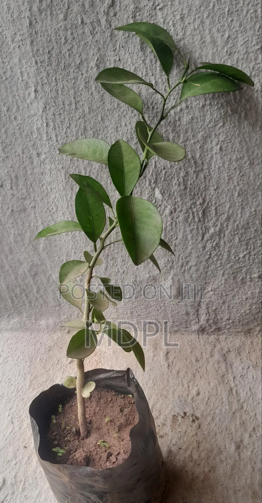 Orange Seedlings
