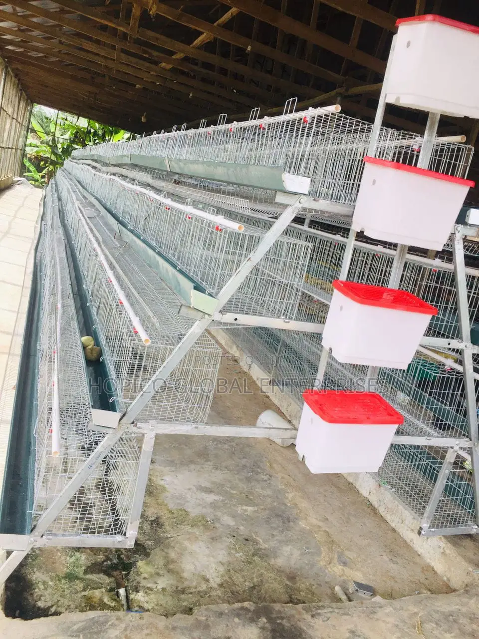 Imported Battery Cage