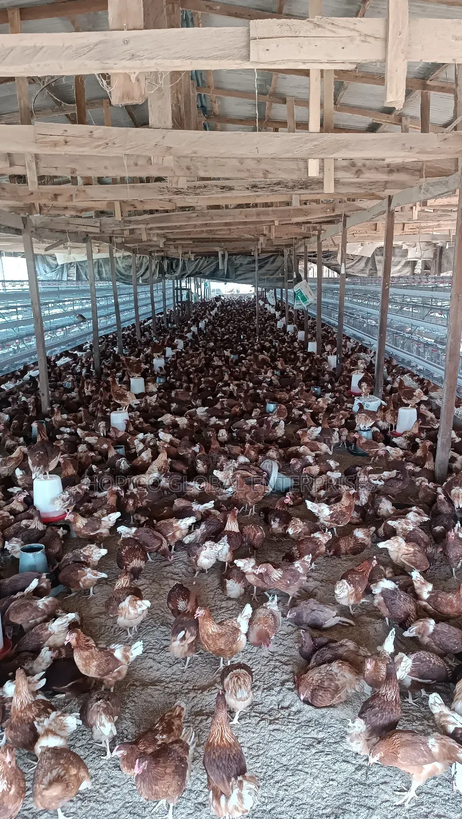 12 Weeks Point of Cage Birds Is Available