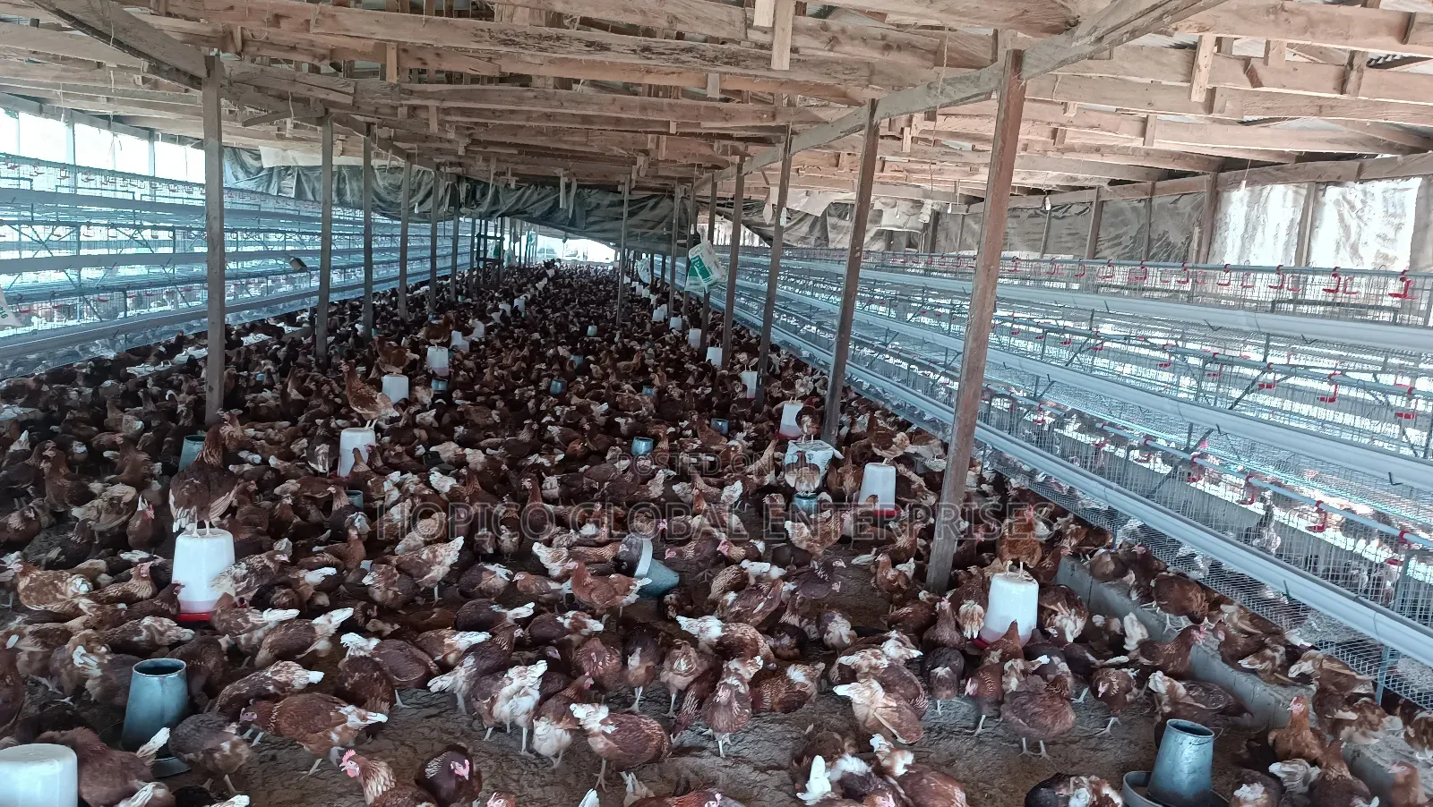 12 Weeks Point of Cage Birds Is Available