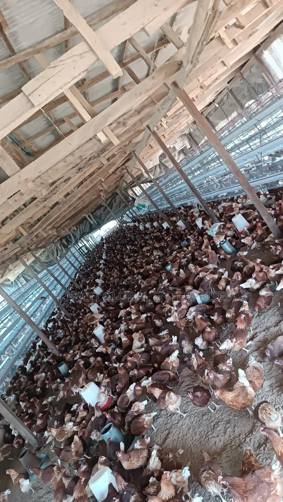 12 Weeks Point of Cage Birds Is Available
