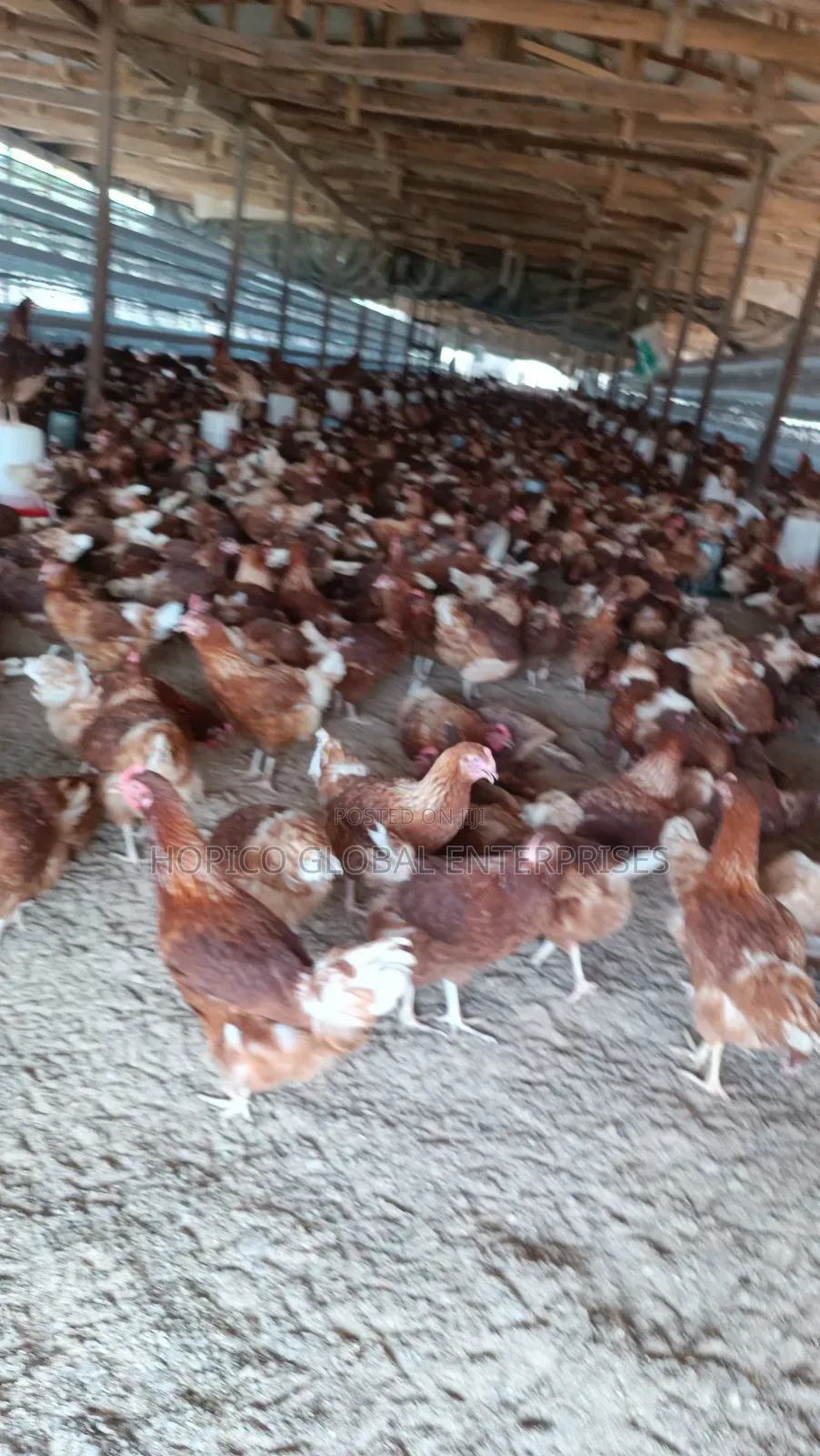 12 Weeks Point of Cage Birds Is Available