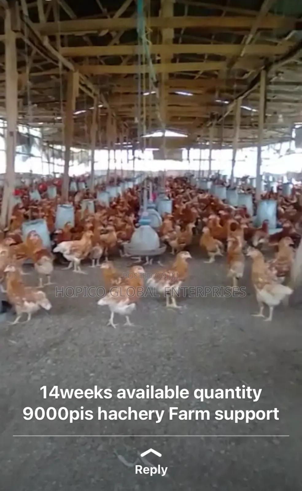 12 Weeks Point of Cage Birds Is Available
