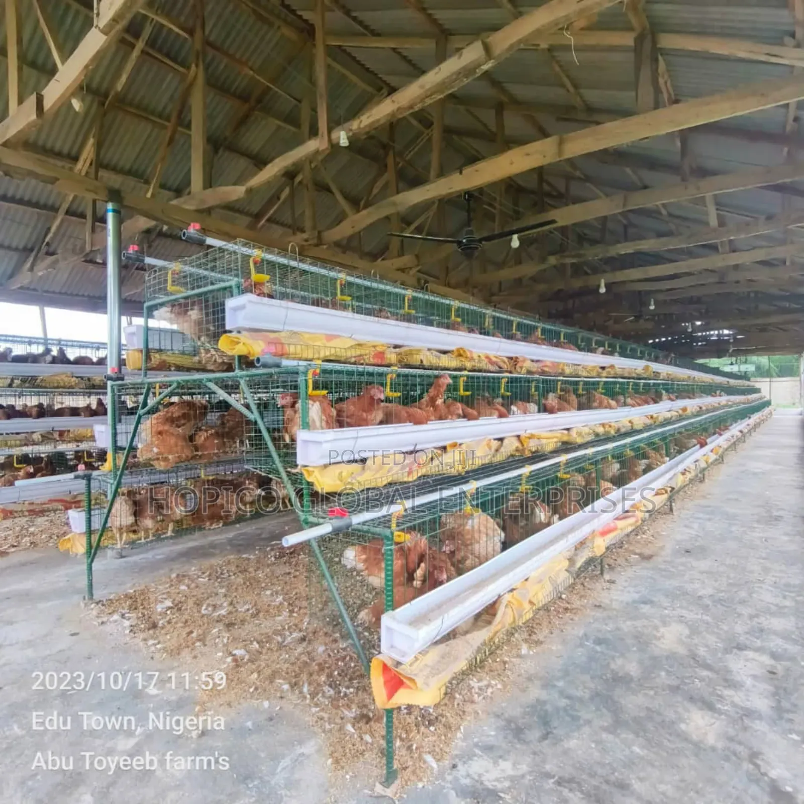 Green Coated Poultry Cage for 96 Birds Capacity