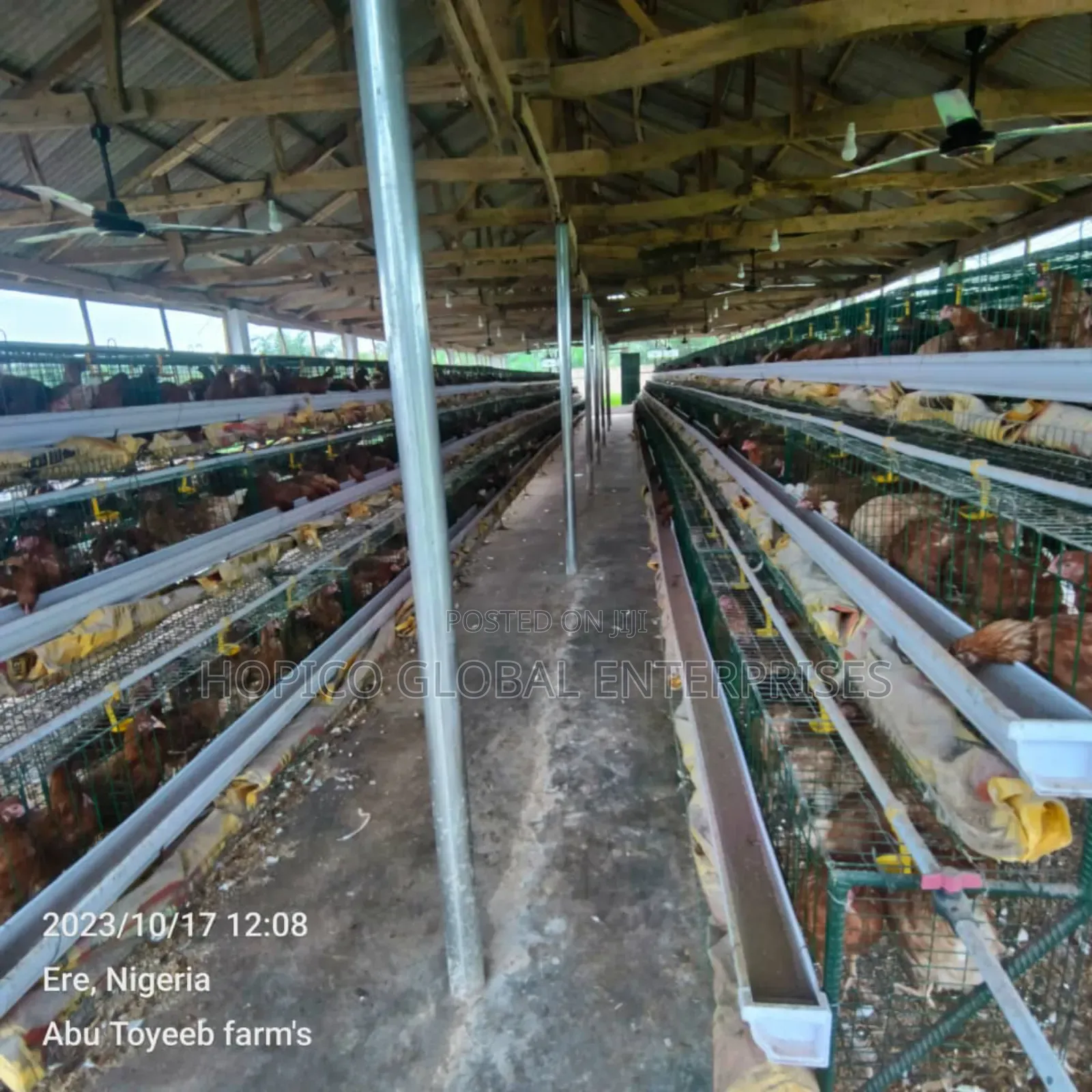 Green Coated Poultry Cage for 96 Birds Capacity