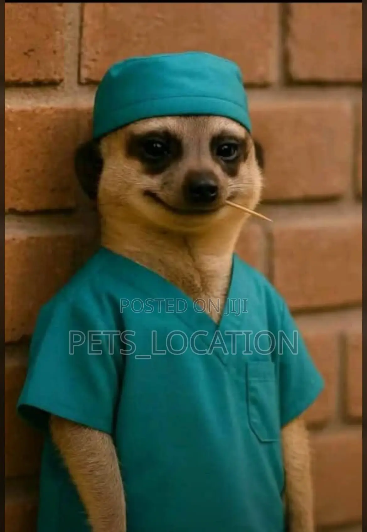 Pets Care And Veterinary Services
