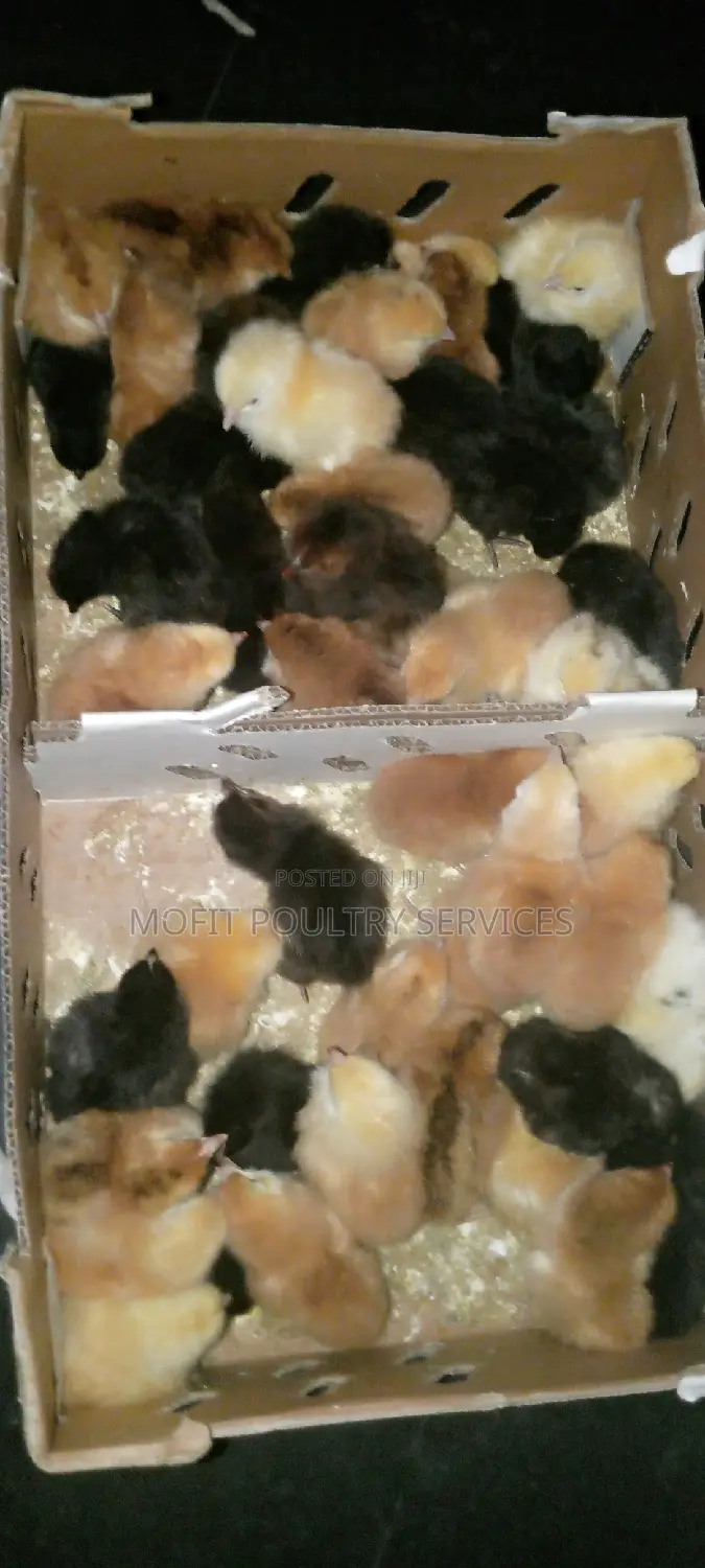 A Day Old Noilers