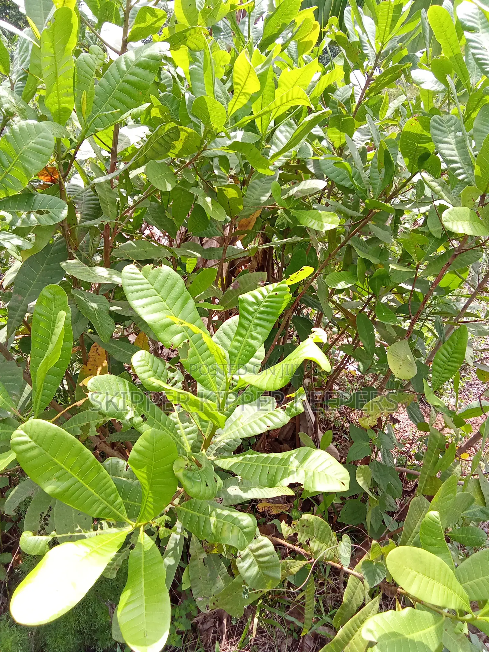 Cashew Fruit Tree