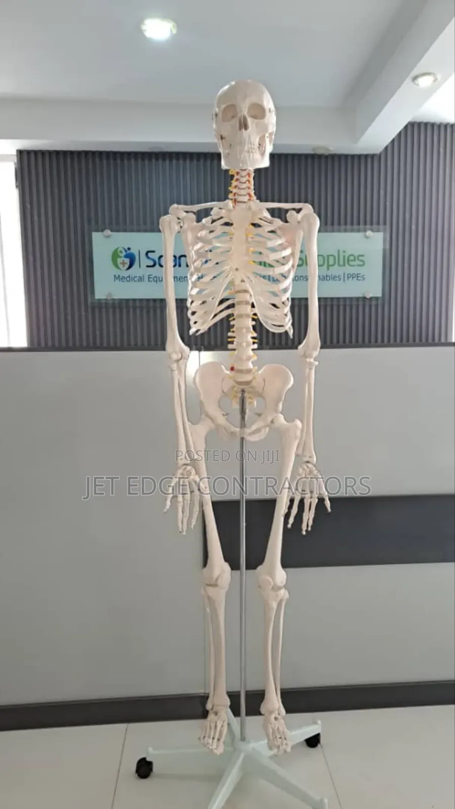 Artificial Laboratory Skeleton