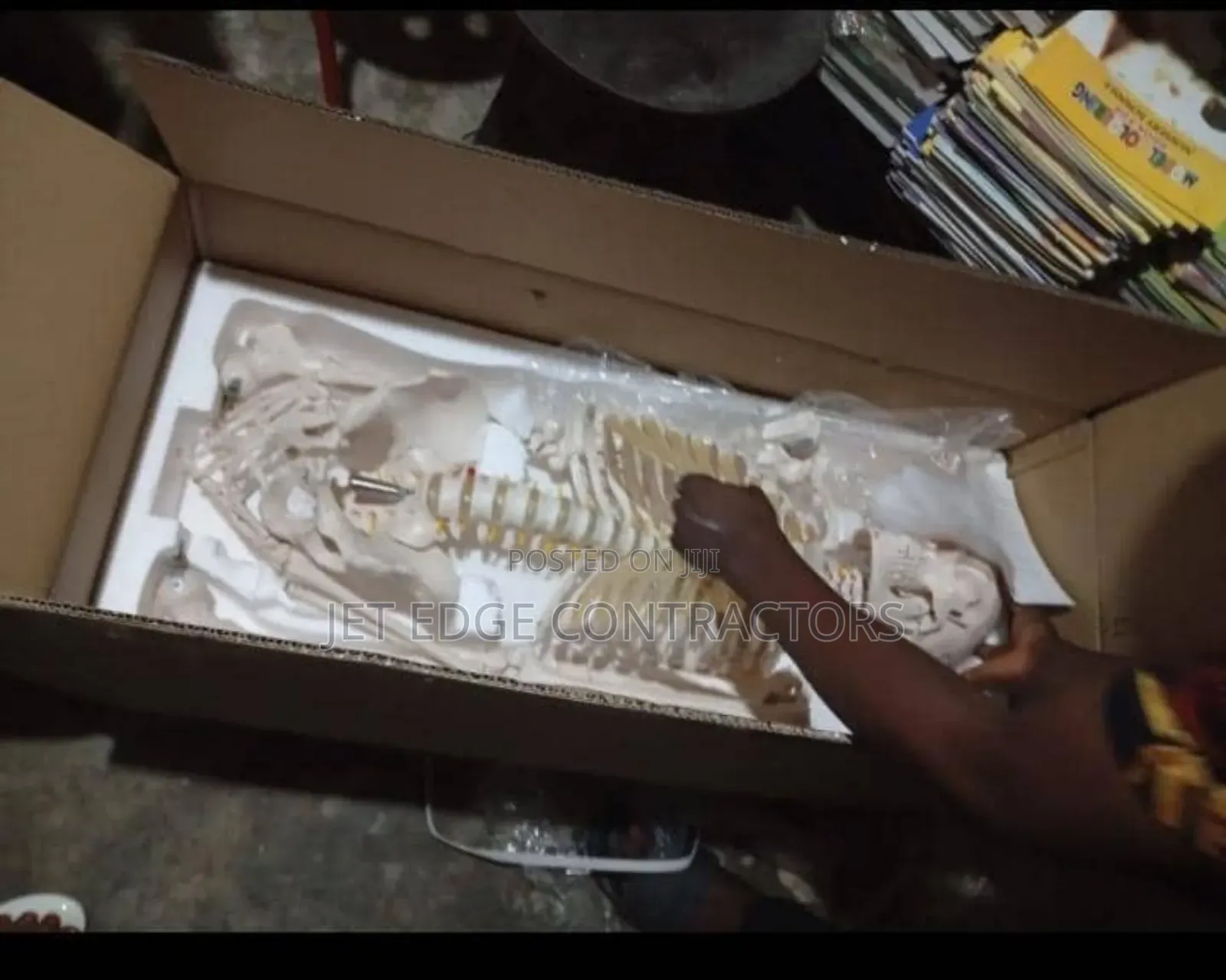 Artificial Laboratory Skeleton