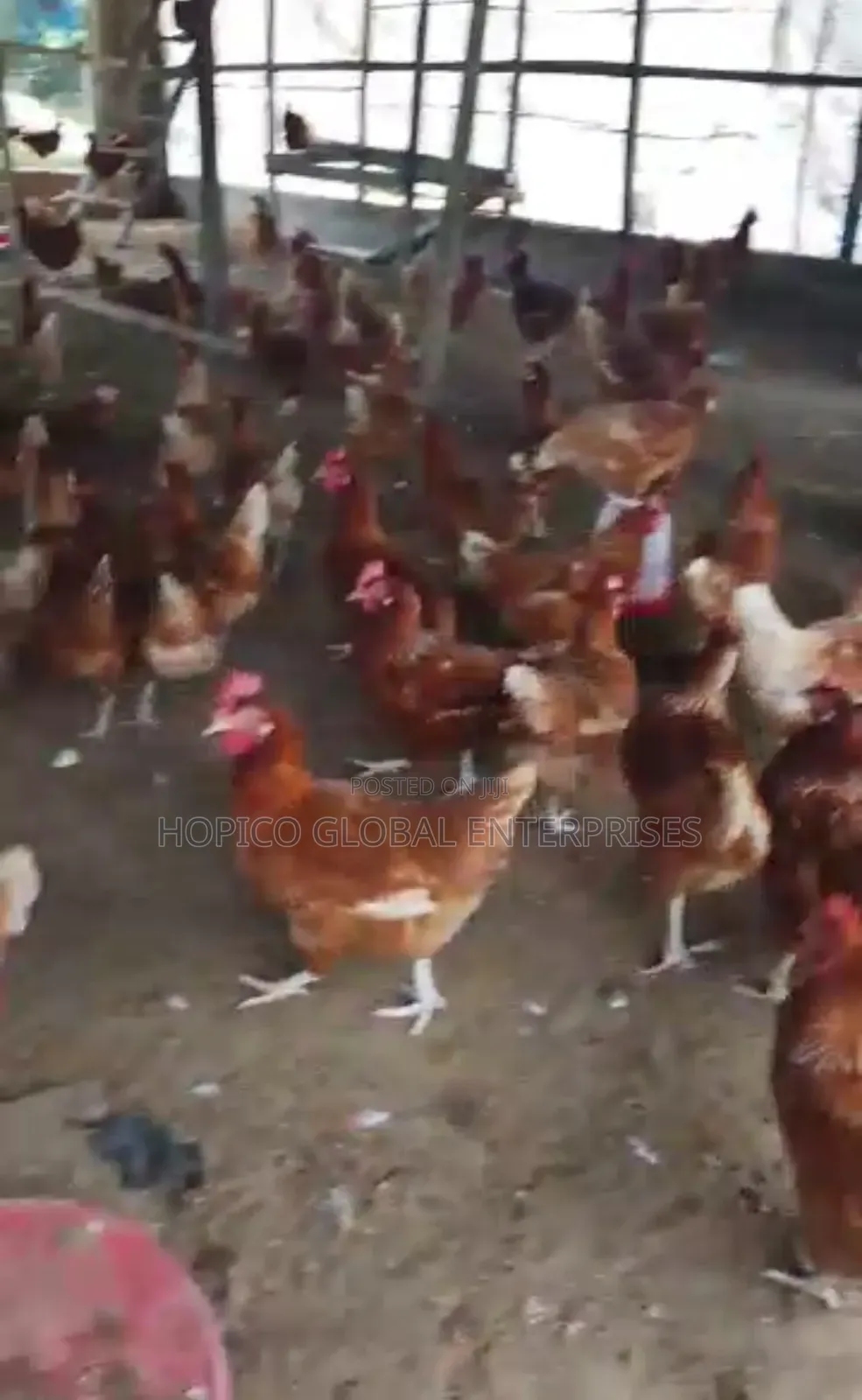 12 Weeks Well Vaccinated Pullet