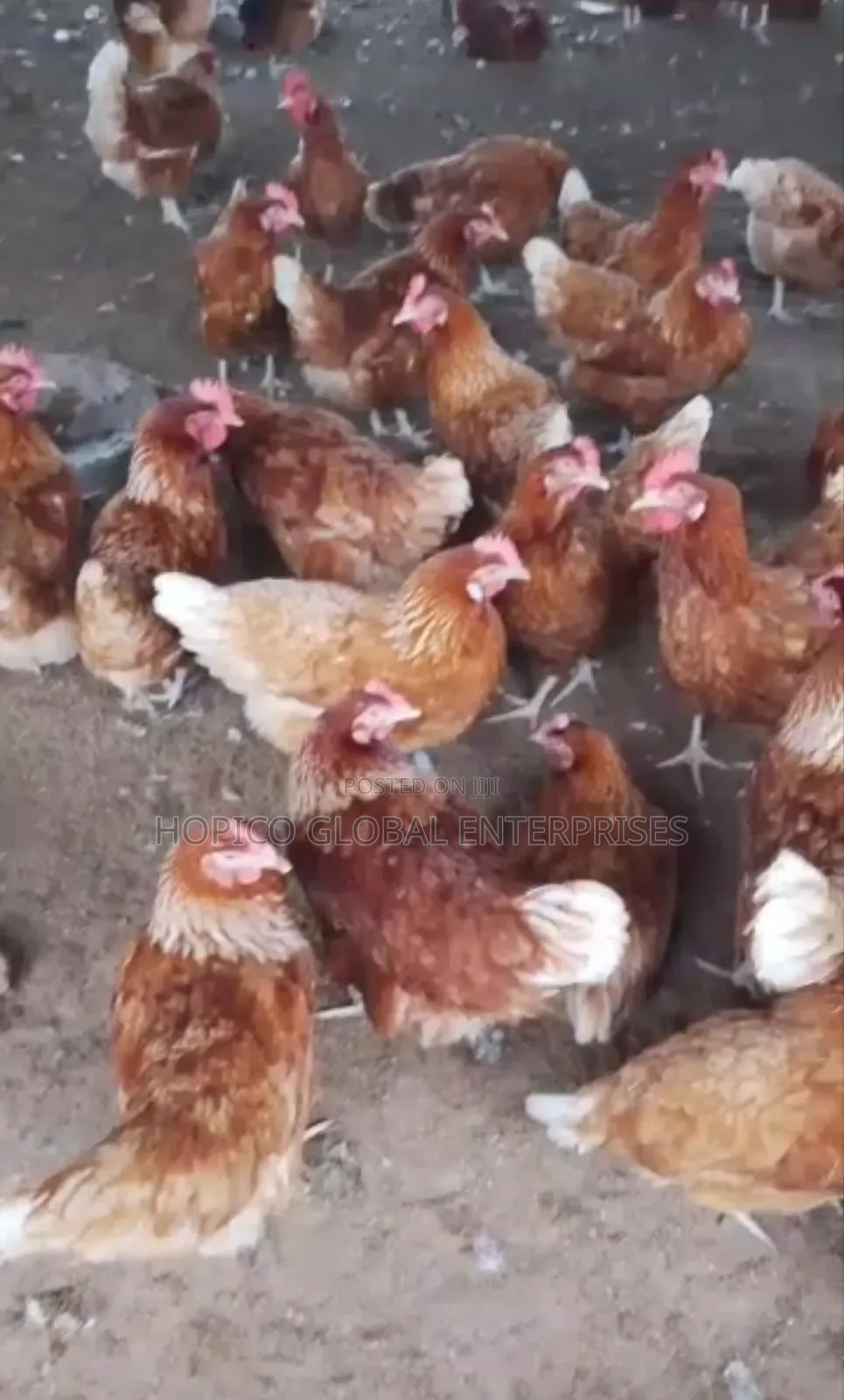 12 Weeks Well Vaccinated Pullet