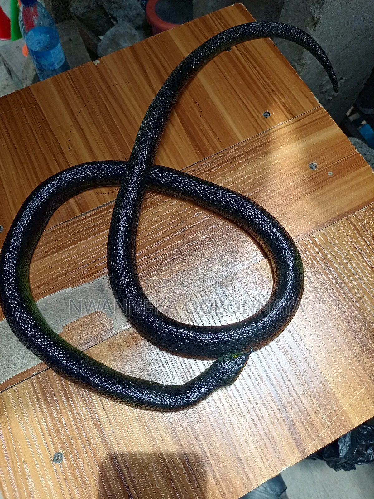 Fake Realistic Rubber Toy Snake