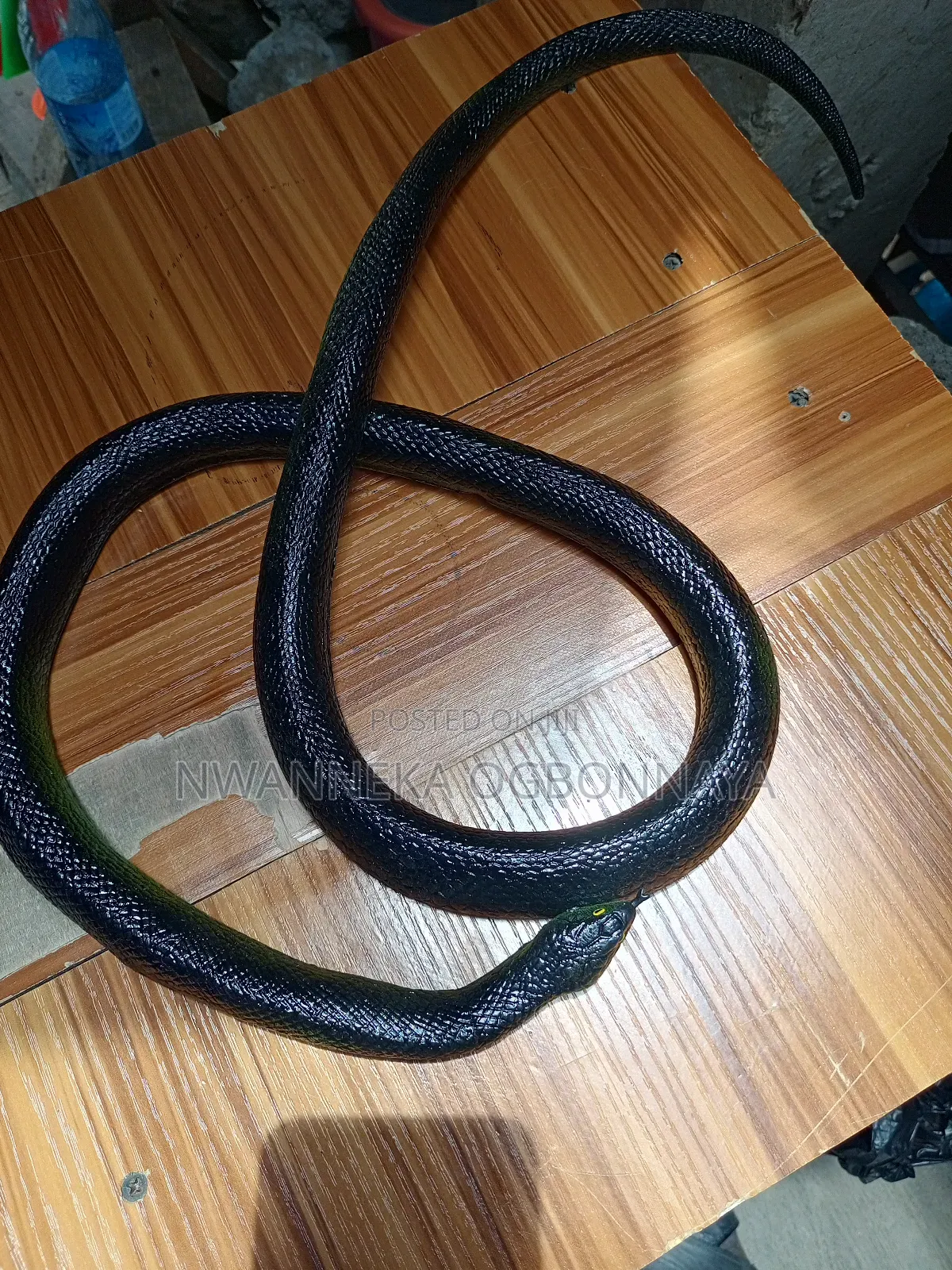 Fake Realistic Rubber Toy Snake