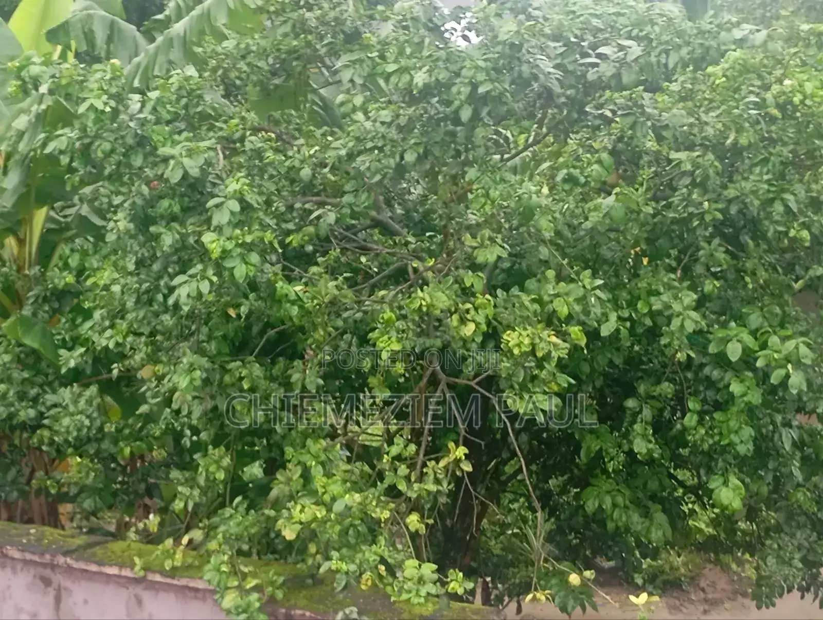 Empty 2 Plots of Land for Sale