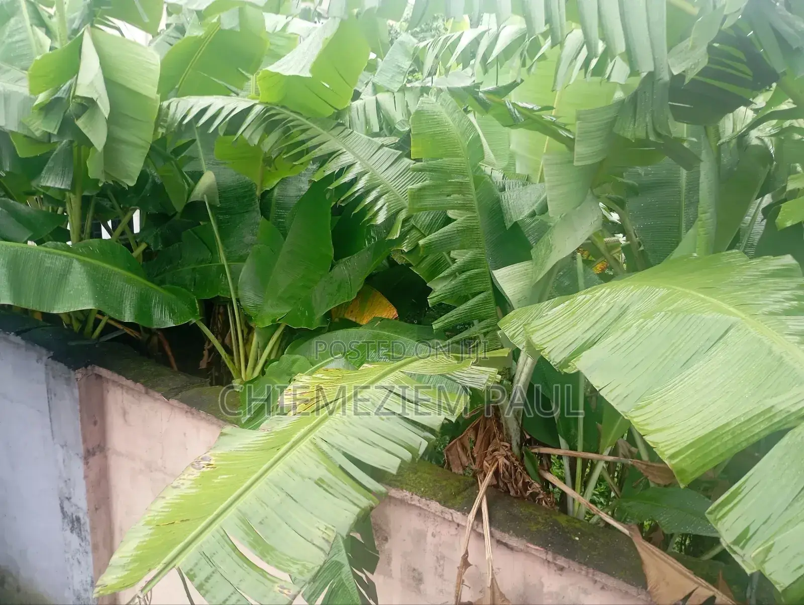 Empty 2 Plots of Land for Sale