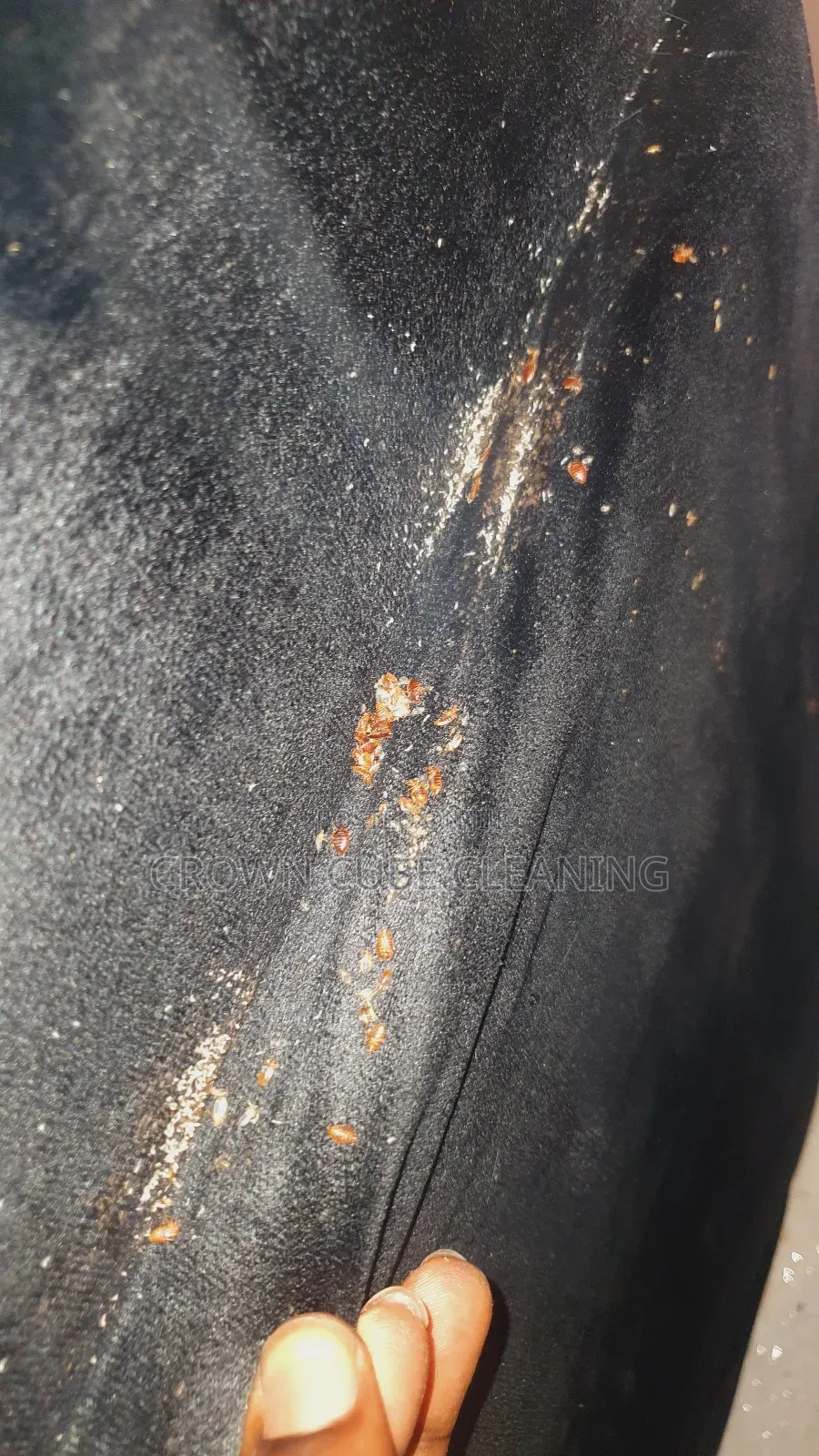 Pest Control , Fumigation Services| Fumigation Services