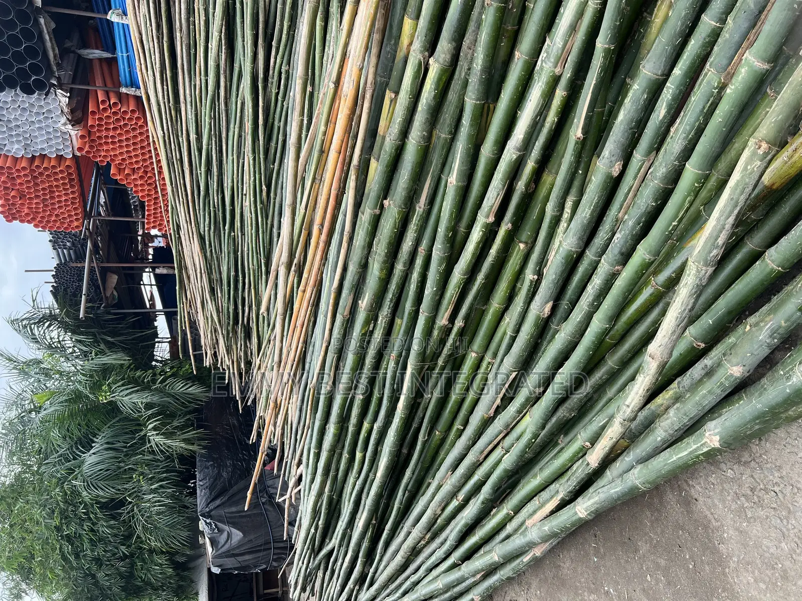Bamboo’S All Sizes